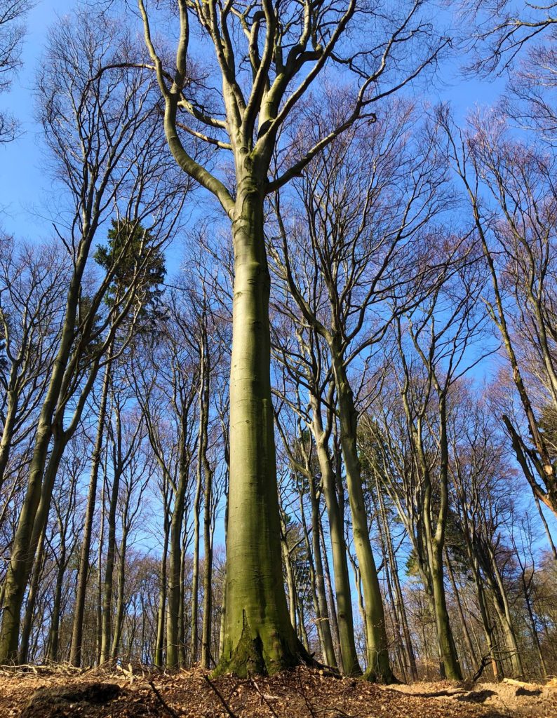 Tall bare trees reach toward a clear blue sky in the forest