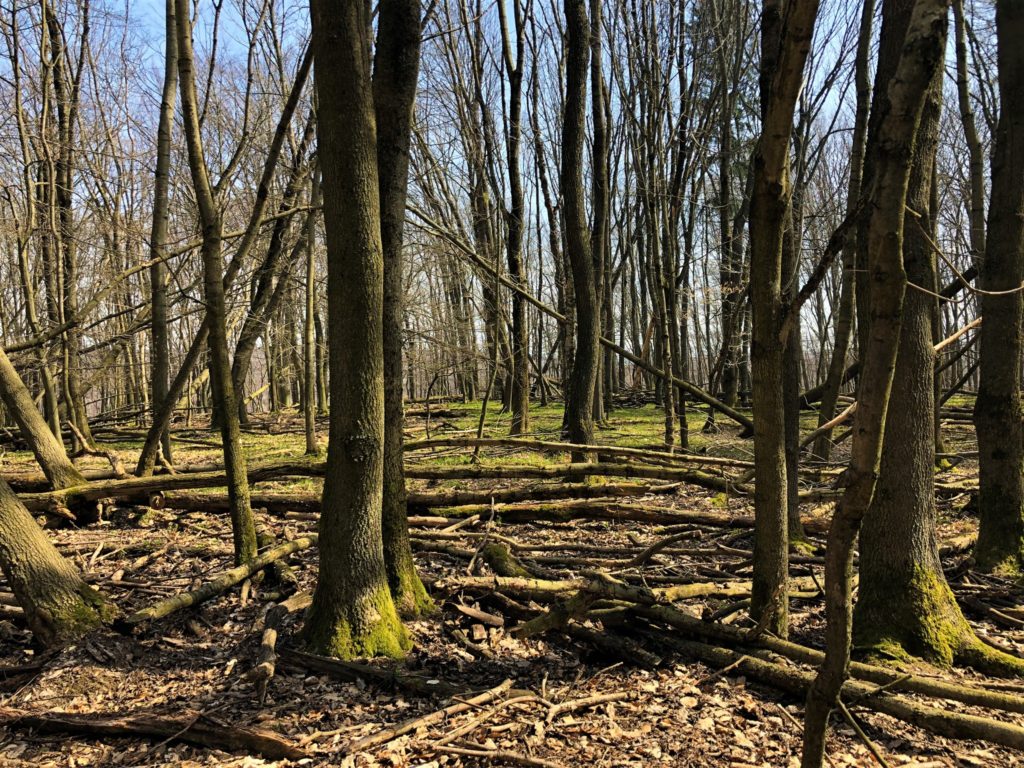 Tall trees stand over a forest floor covered in fallen branches and leaves