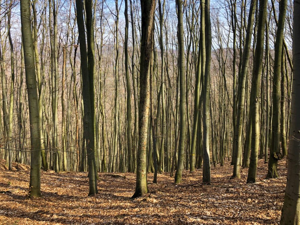 Beech forest with bare trunks and fallen leaves on the Rača to Záhorská Bystrica hike