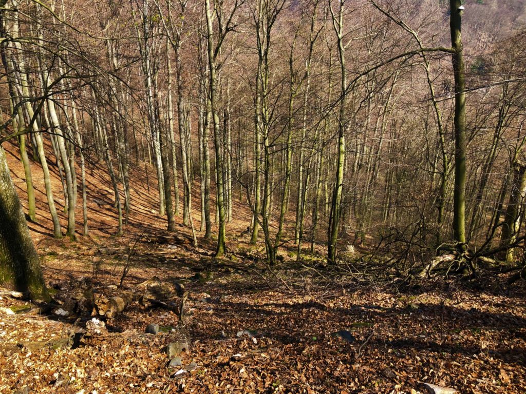 Bare trees stand in a forest covered with fallen brown leaves