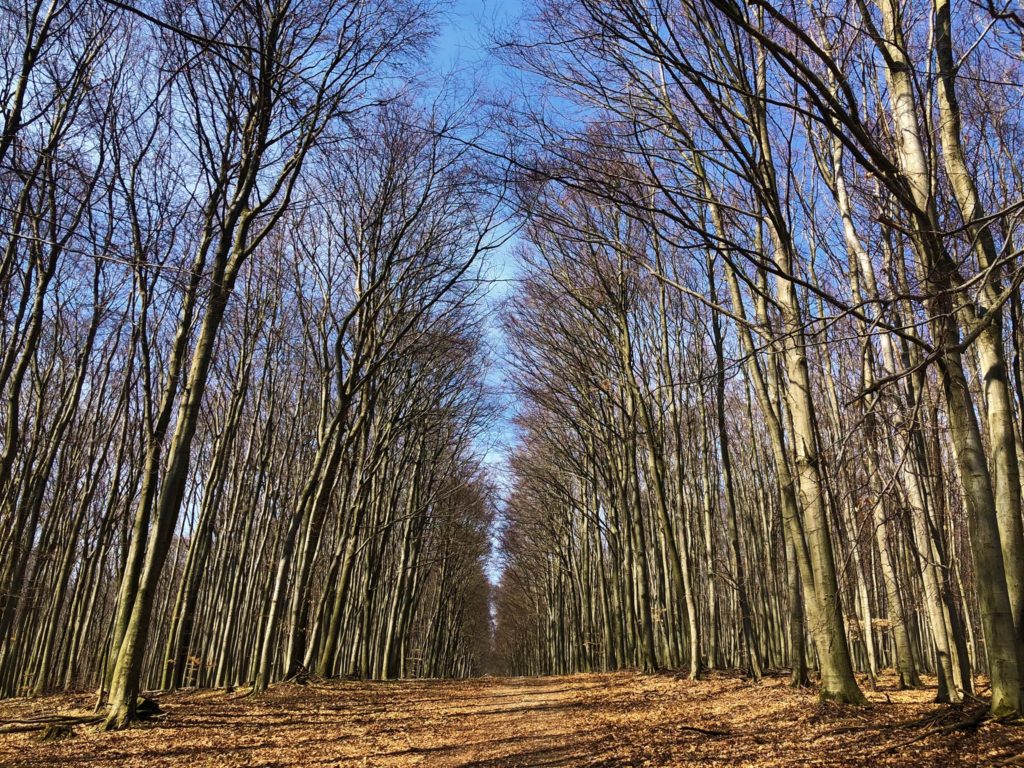 Tall bare trees line a forest path under a clear blue sky