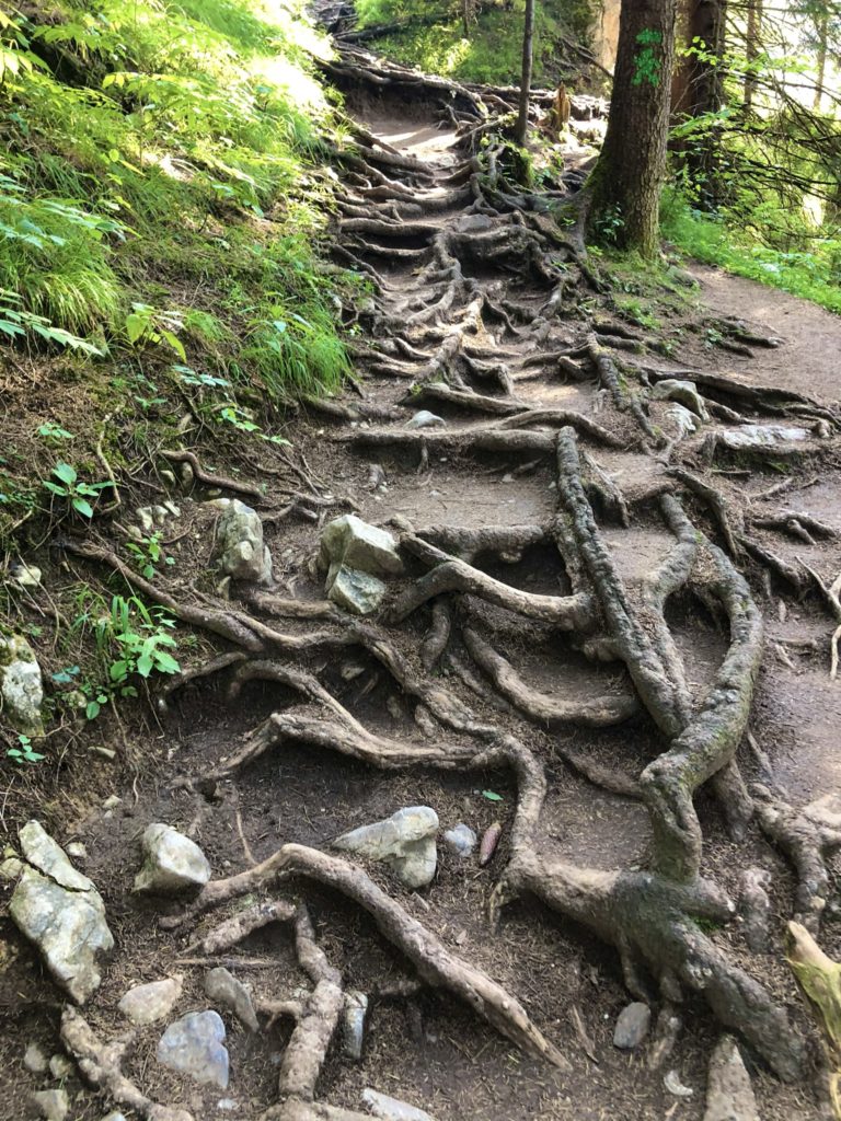Exposed tree roots cover a steep dirt hiking trail in Jánošík’s Lower Holes