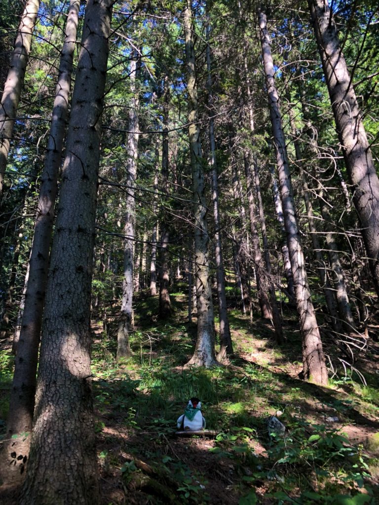 Small toy penguin sitting on the forest floor among tall pine trees