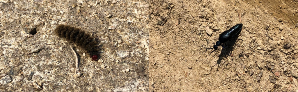 A fuzzy caterpillar and a shiny black beetle crawl on dry dirt