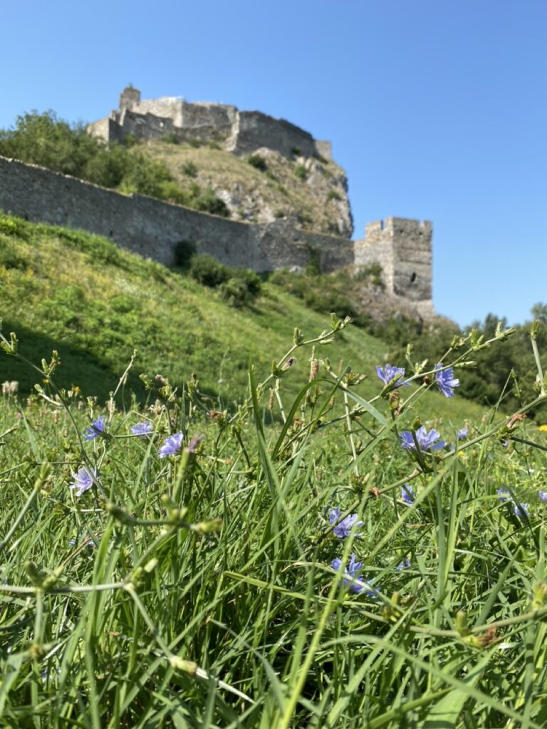 Castle devin new