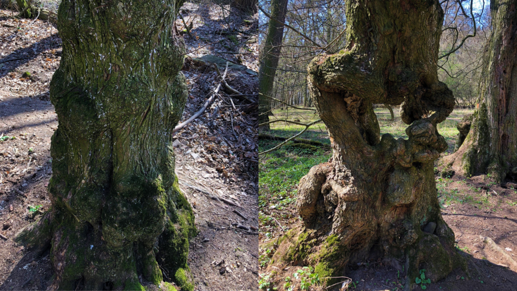 Two side-by-side views of mossy tree trunks with gnarled, textured bark