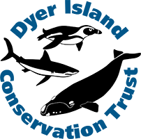Dyer Island Conservation Trust