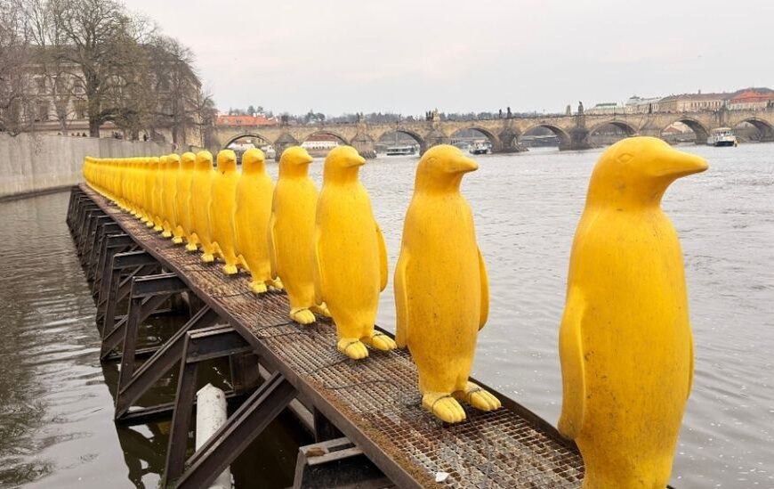Yellow Penguins Prague featured