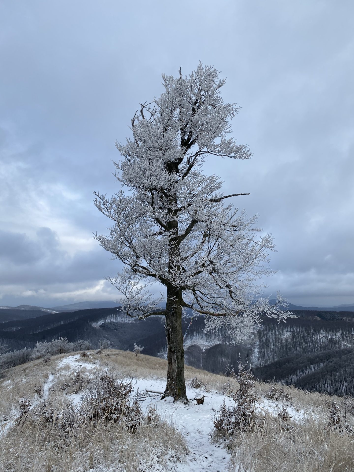 A single frost-covered tree stands on a snowy ridge overlooking forested hills
