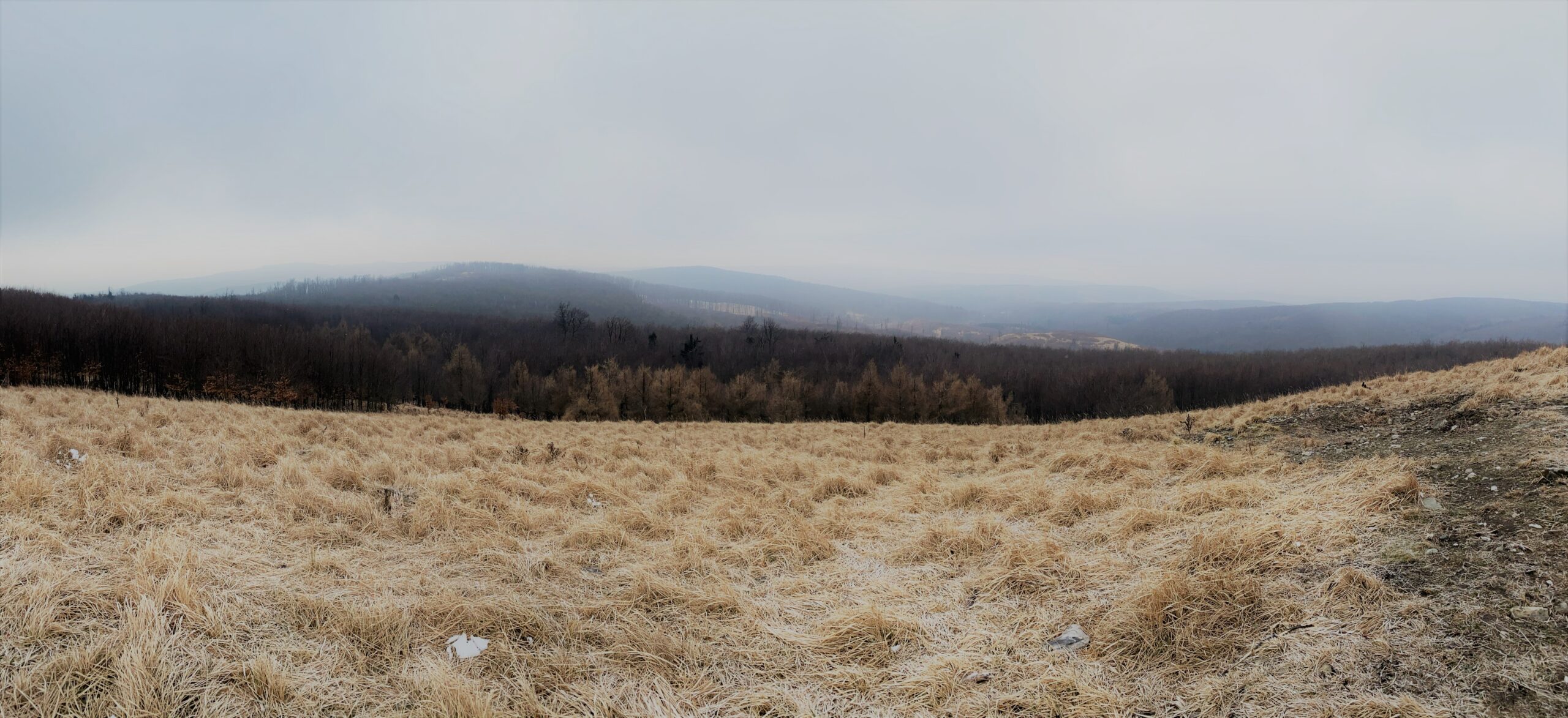 Panoramic view of a dry grassy field overlooking a forest and distant hills