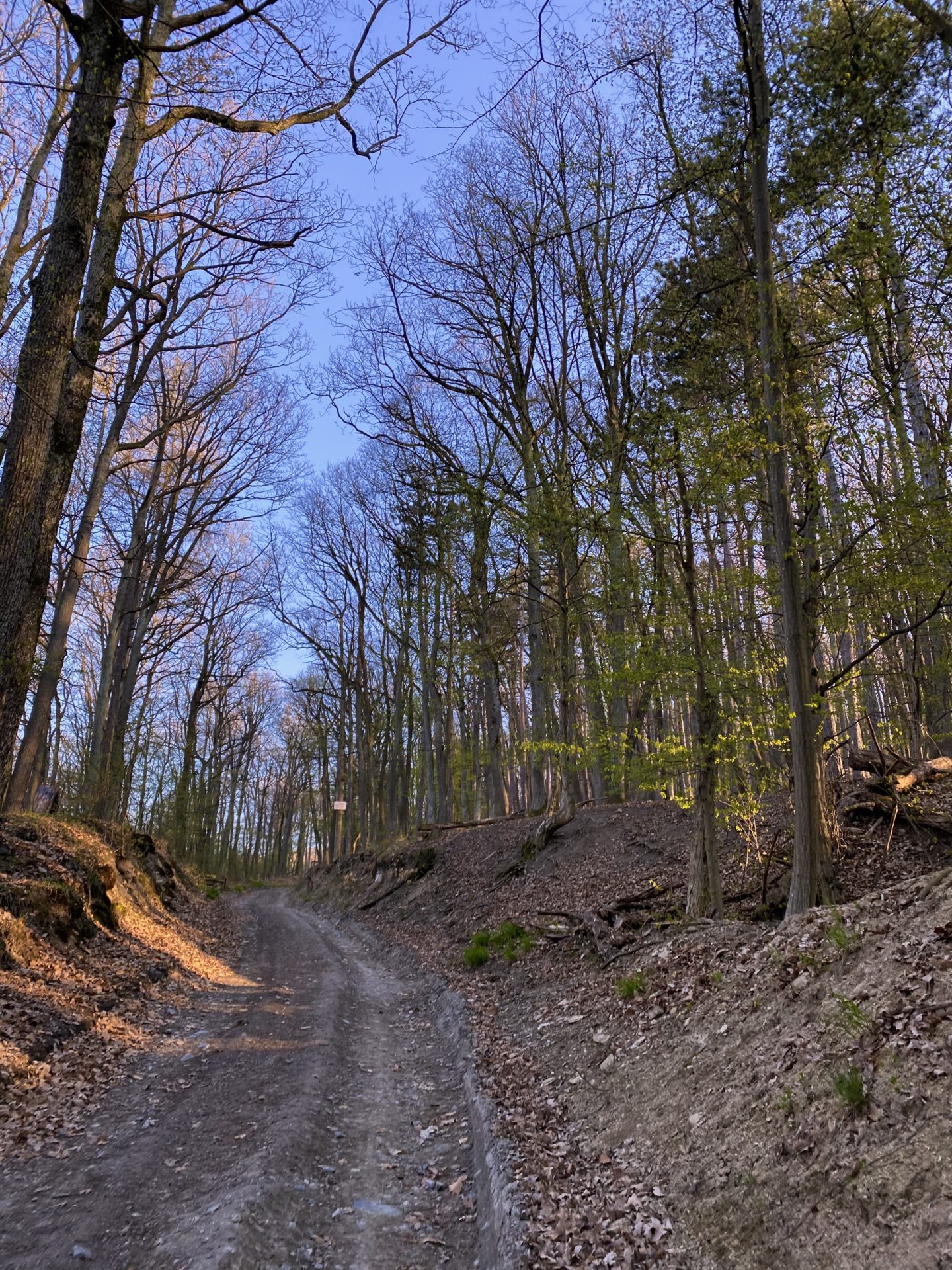 Dirt path winding through the trees in the Little Carpathians