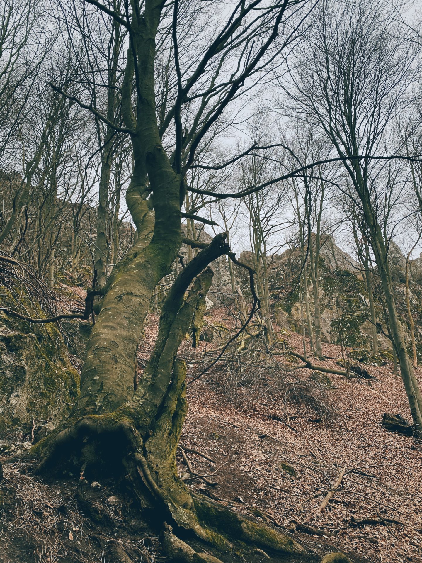 Bare trees and rocky terrain along a trail in Plavecký Mikuláš