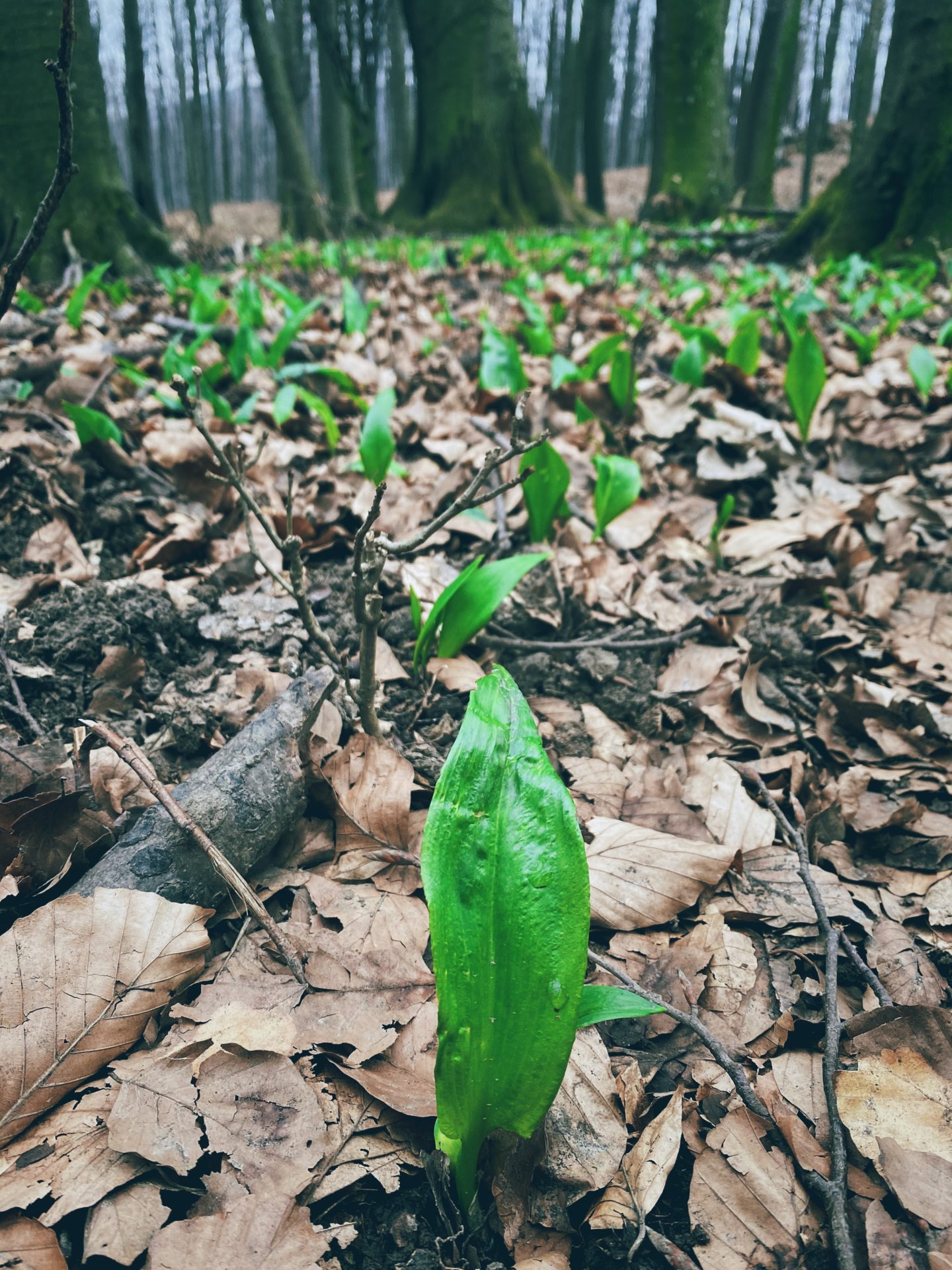 Bright green wild garlic leaves sprout from the forest floor in Plavecký Mikuláš