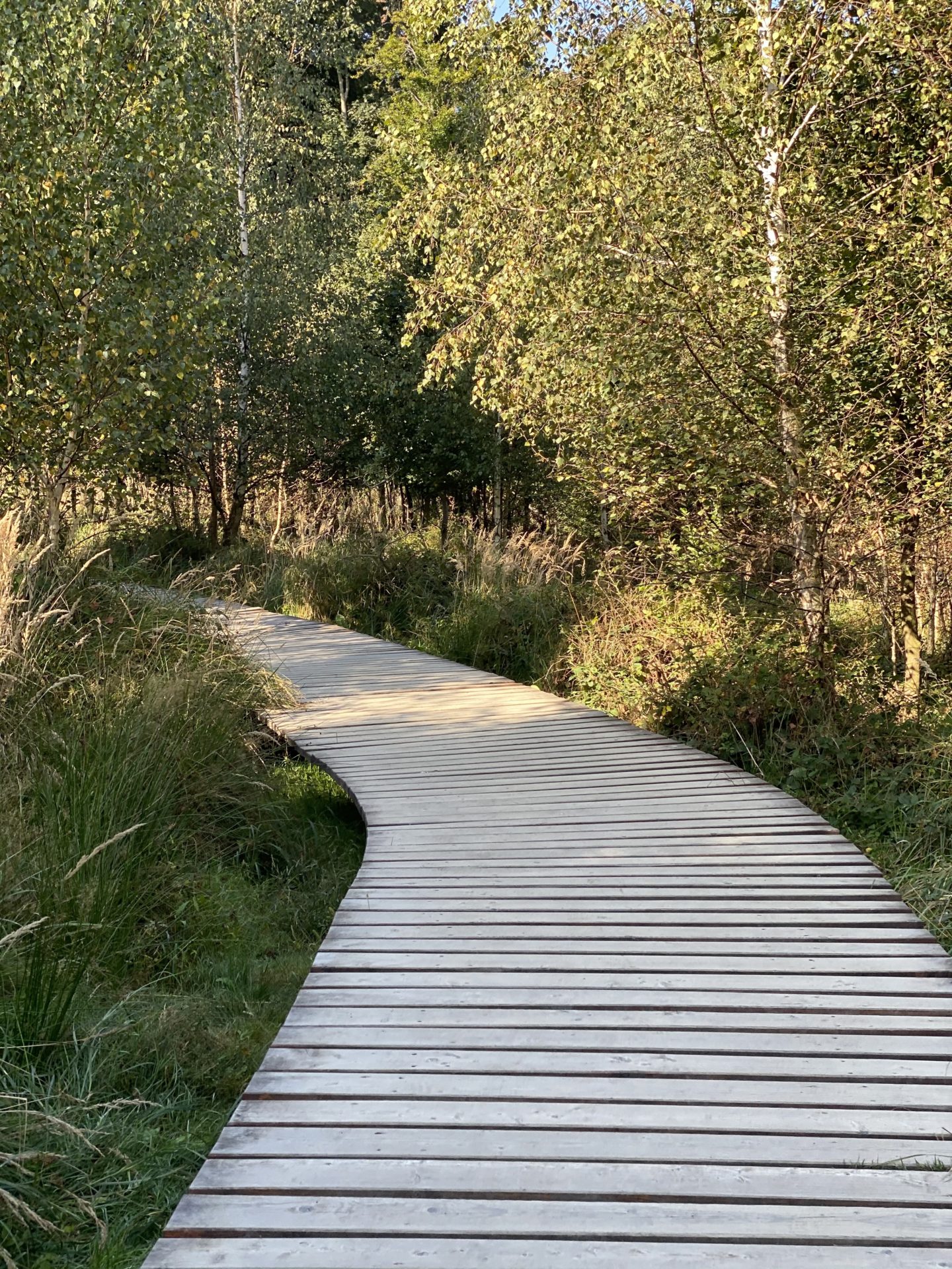 A wooden boardwalk curves through a sunlit forest of birch trees