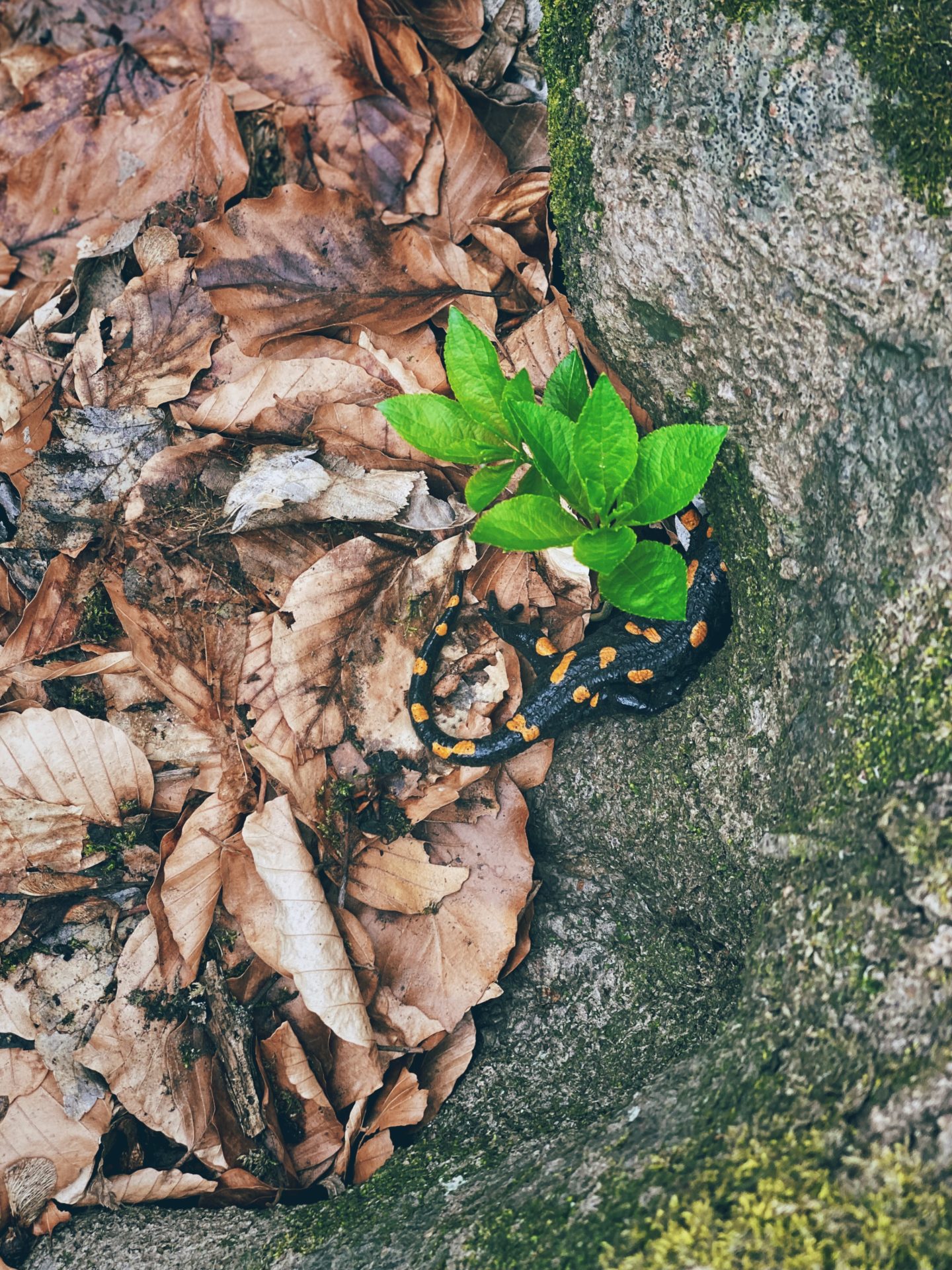 Black and yellow fire salamander resting on brown leaves near a mossy rock