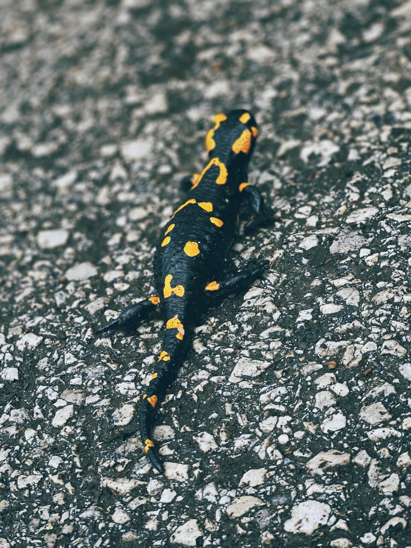 Black and yellow fire salamander walking on a rocky trail