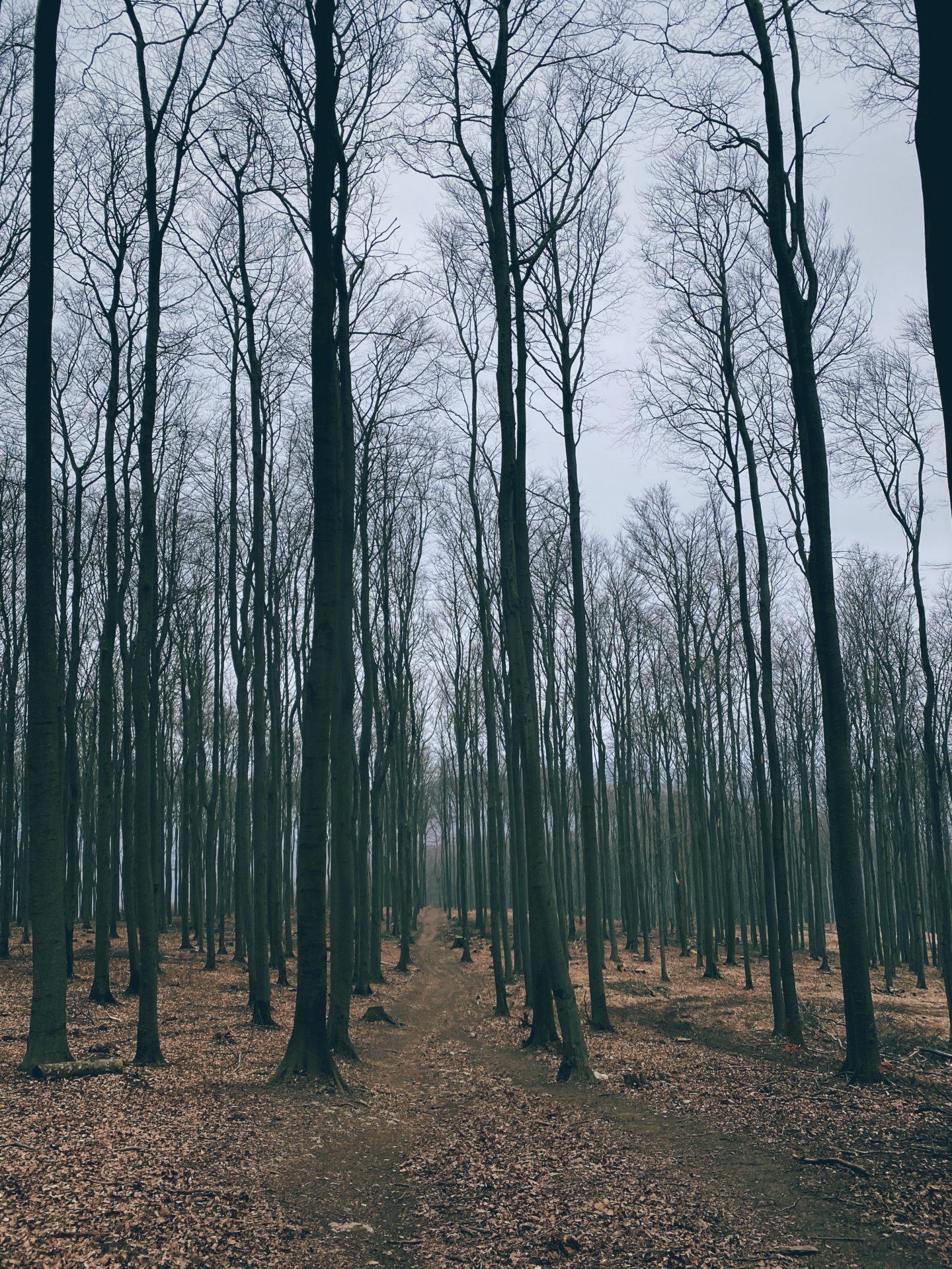A dirt path leads through a forest of tall leafless trees