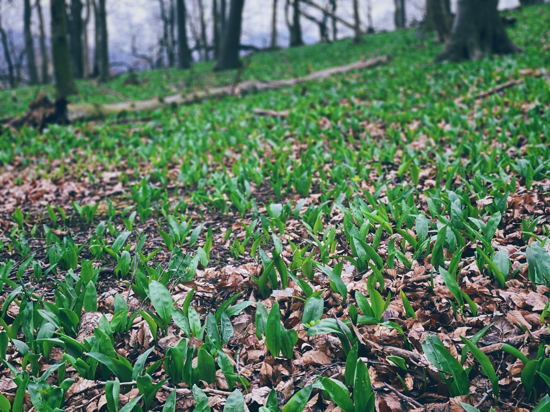 Green wild garlic leaves sprout from the forest floor in Plavecký Mikuláš