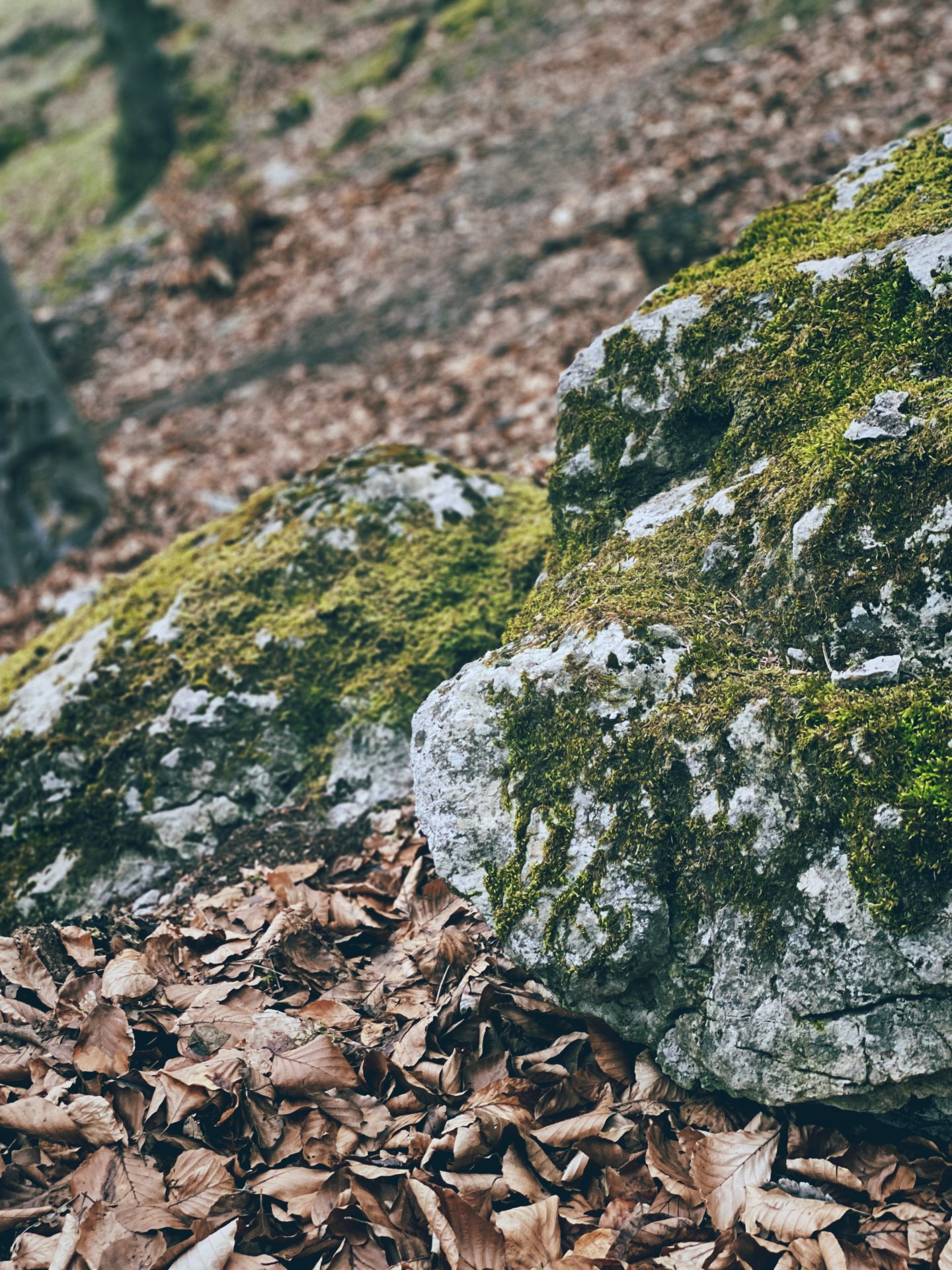 Mossy rocks sit on a forest floor covered in brown fallen leaves