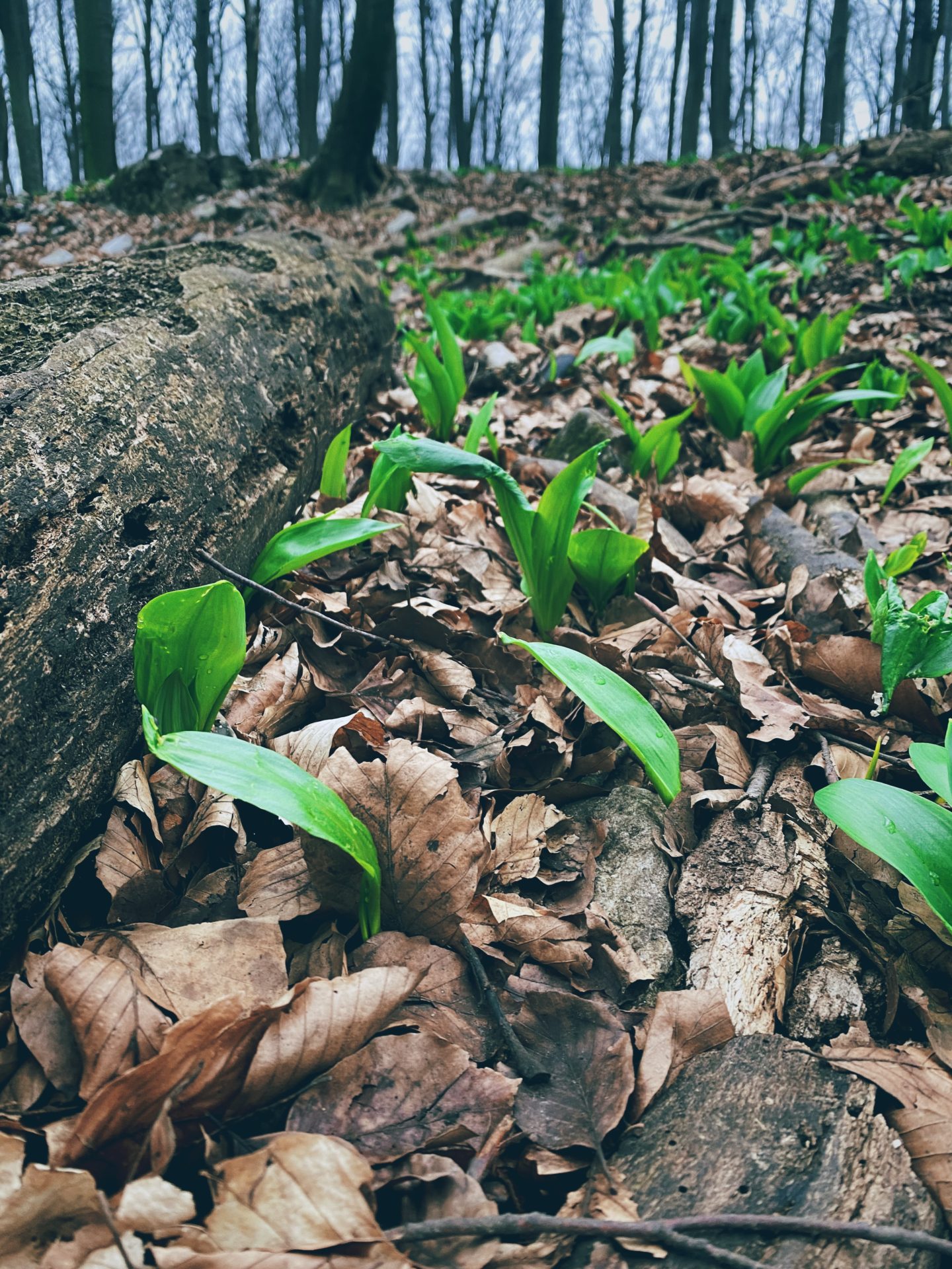 Green wild garlic sprouts grow among fallen leaves on a forest floor