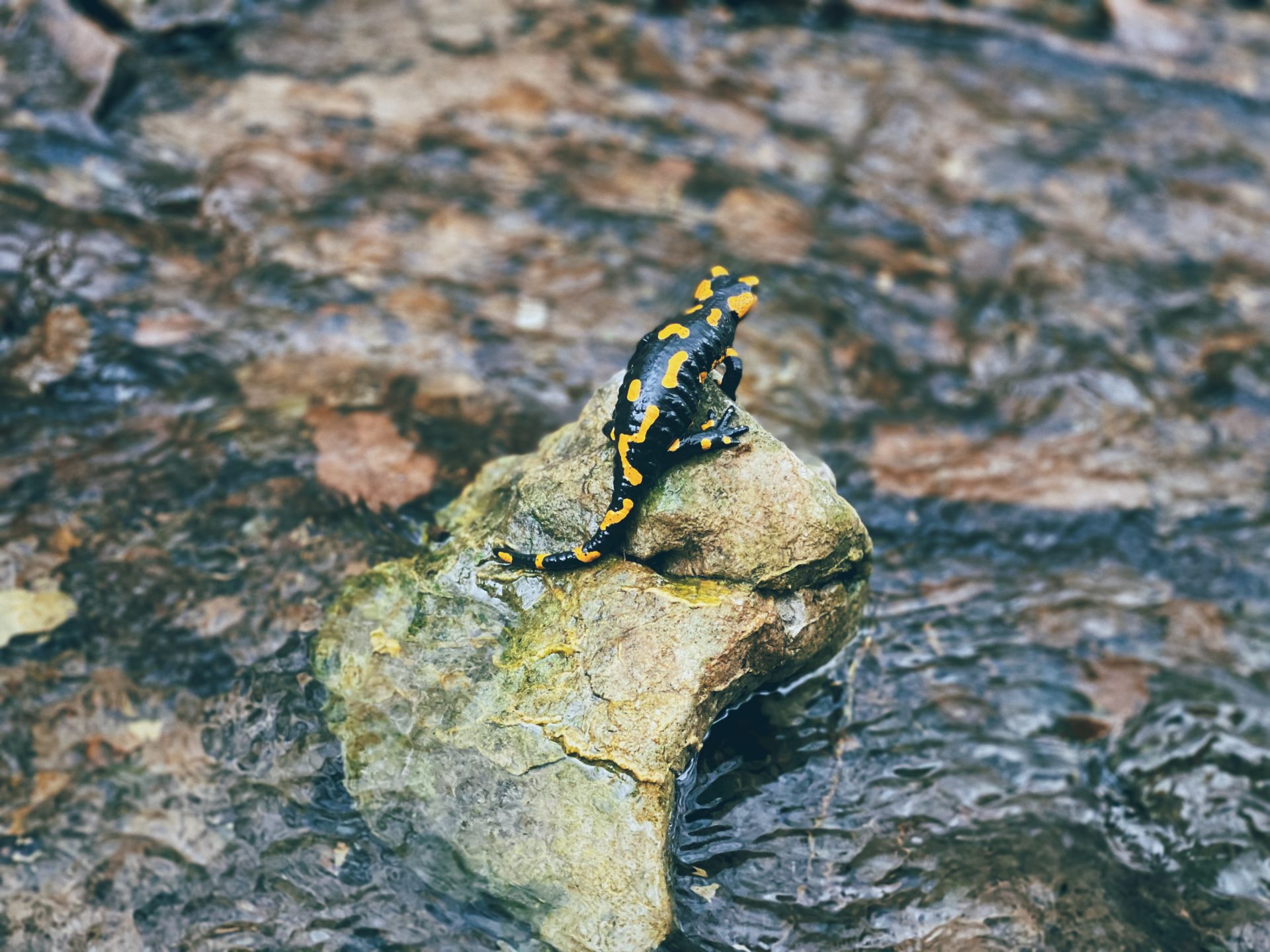 A black and yellow fire salamander rests on a rock in a stream