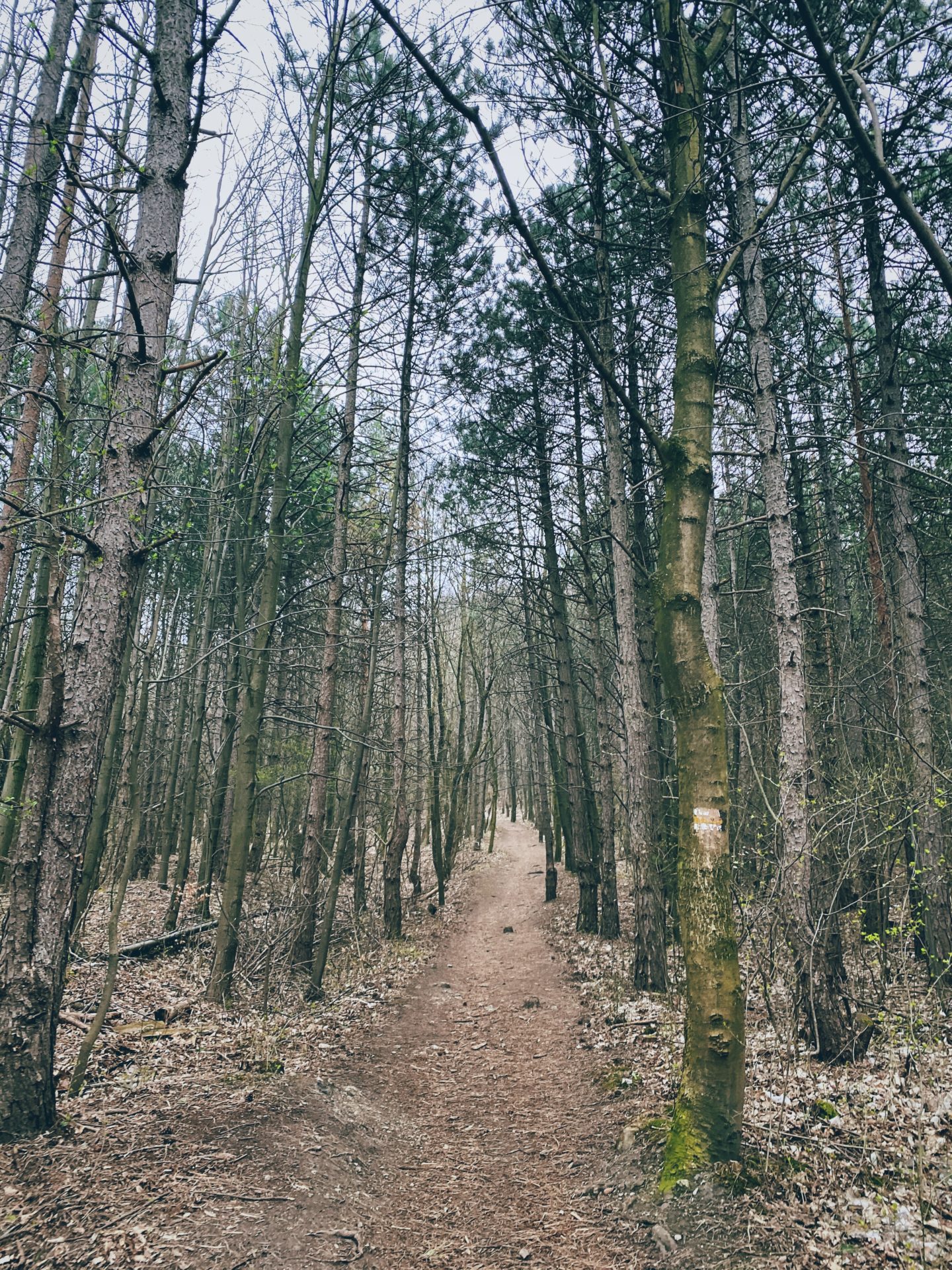 A dirt hiking trail winds through a dense forest in Plavecký Mikuláš