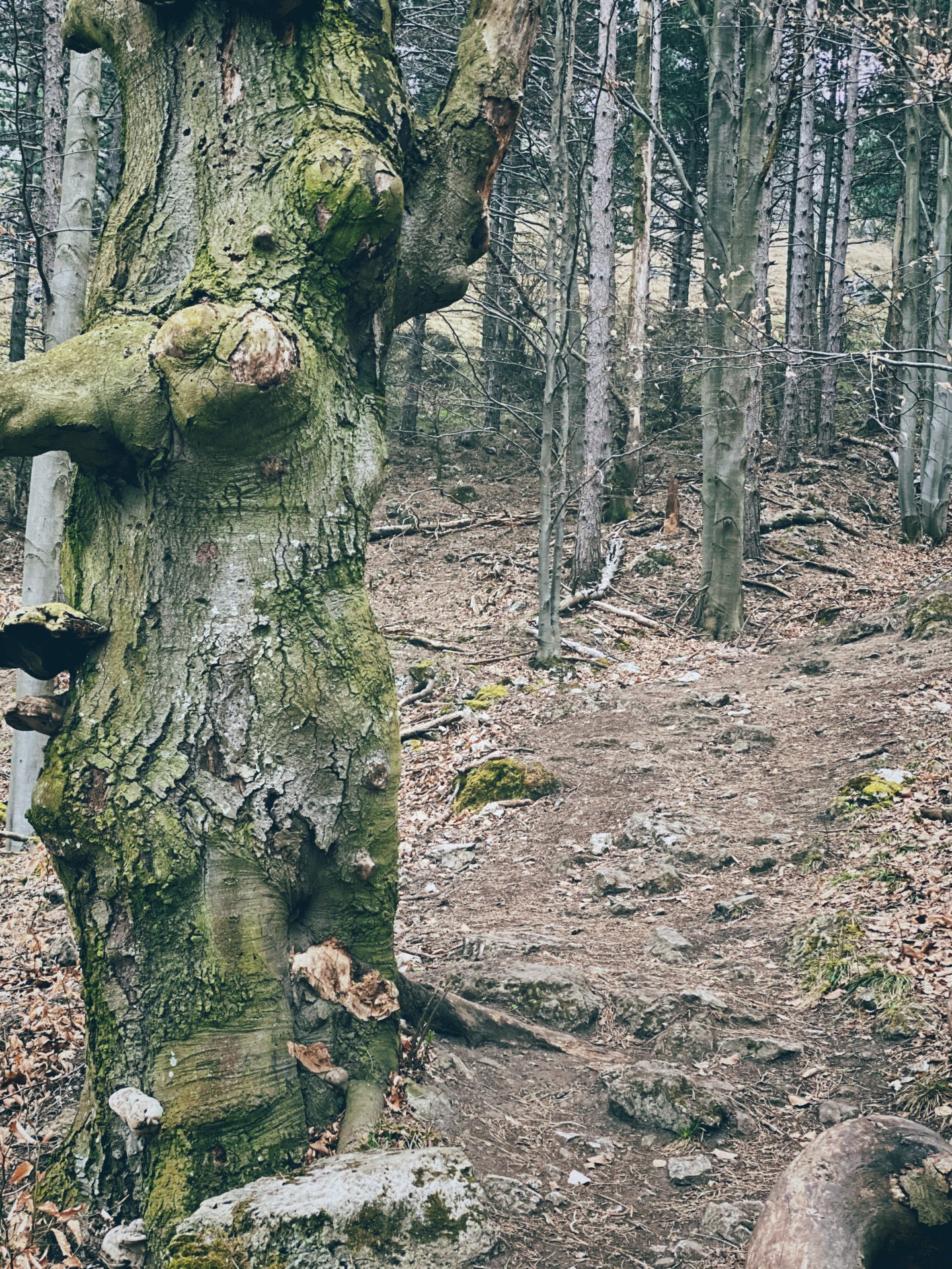 Large mossy tree trunk beside a rocky hiking trail in Plavecký Mikuláš