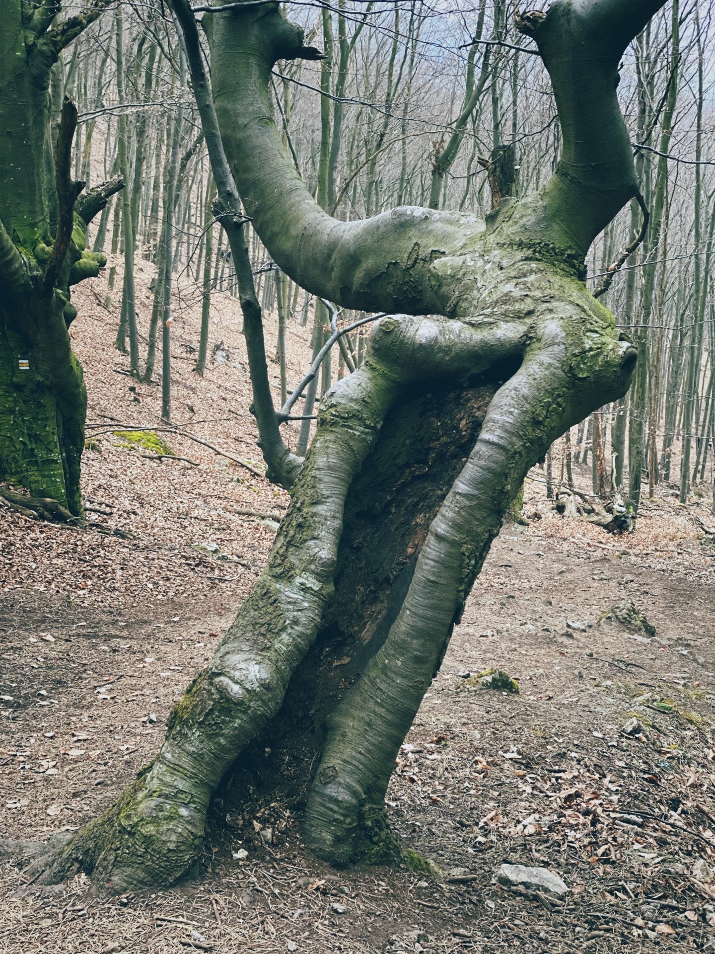 A large tree with a hollow trunk stands in a forest near Plavecký Mikuláš