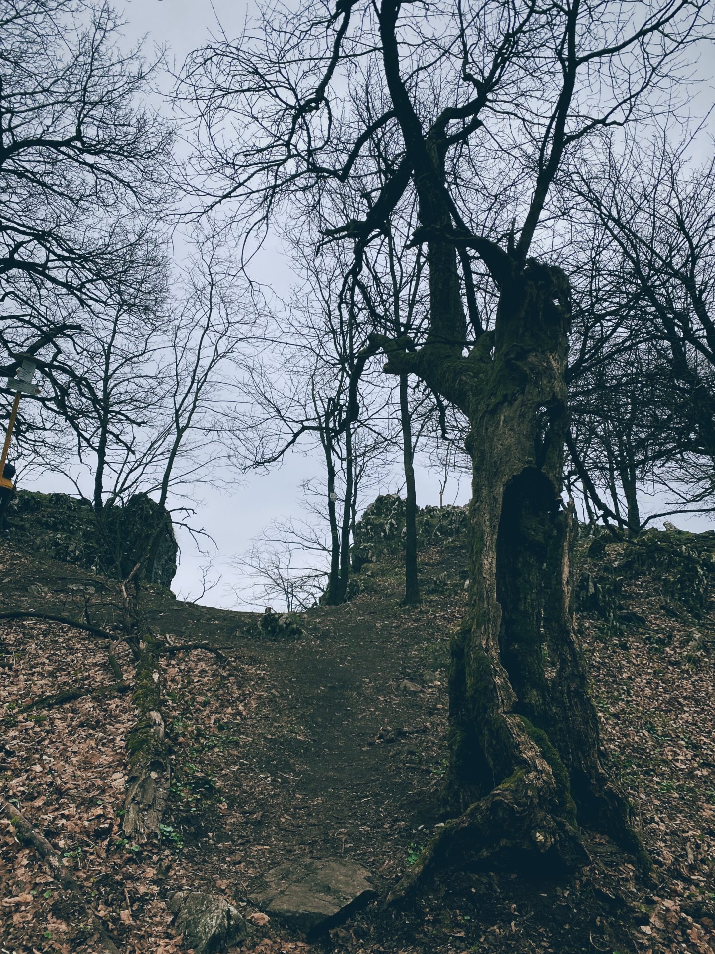 A hollow mossy tree stands along a trail in Plavecký Mikuláš