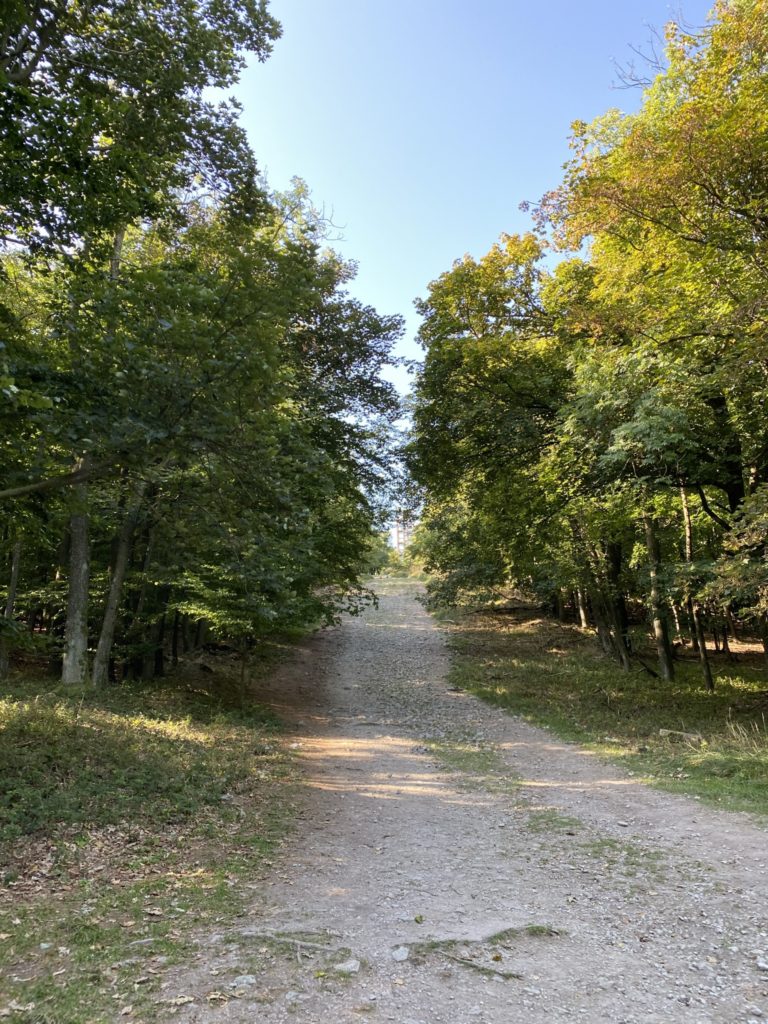 A gravel path leads through a forest toward the Great Homola Lookout Tower