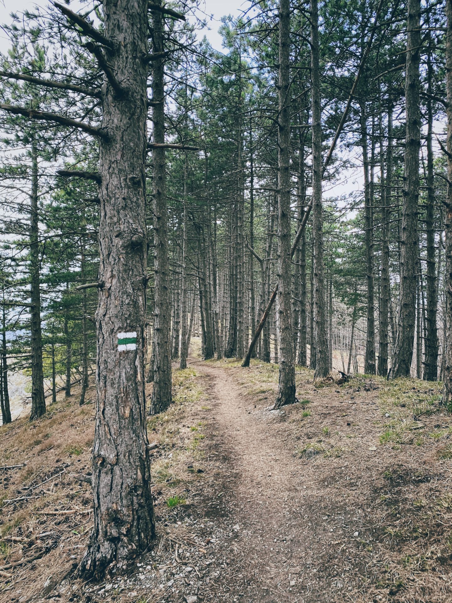 White-green-white trail marker on a tree beside a hiking trail in Plavecký Mikuláš