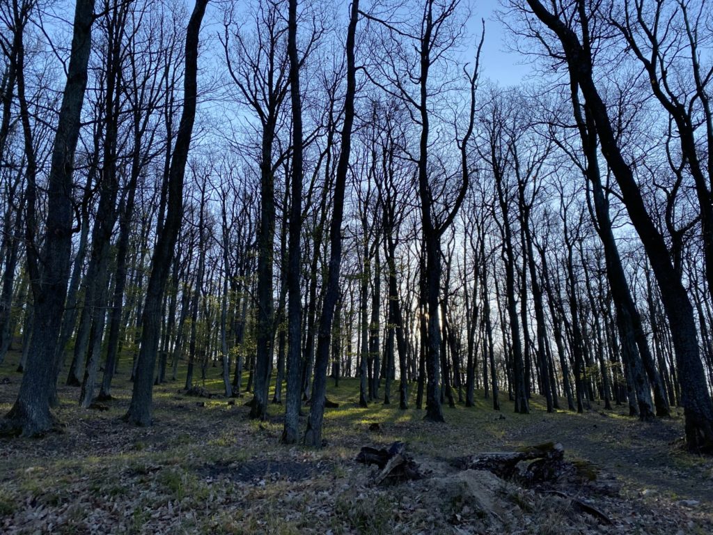 Sunlight filters through tall bare trees in the Little Carpathians forest