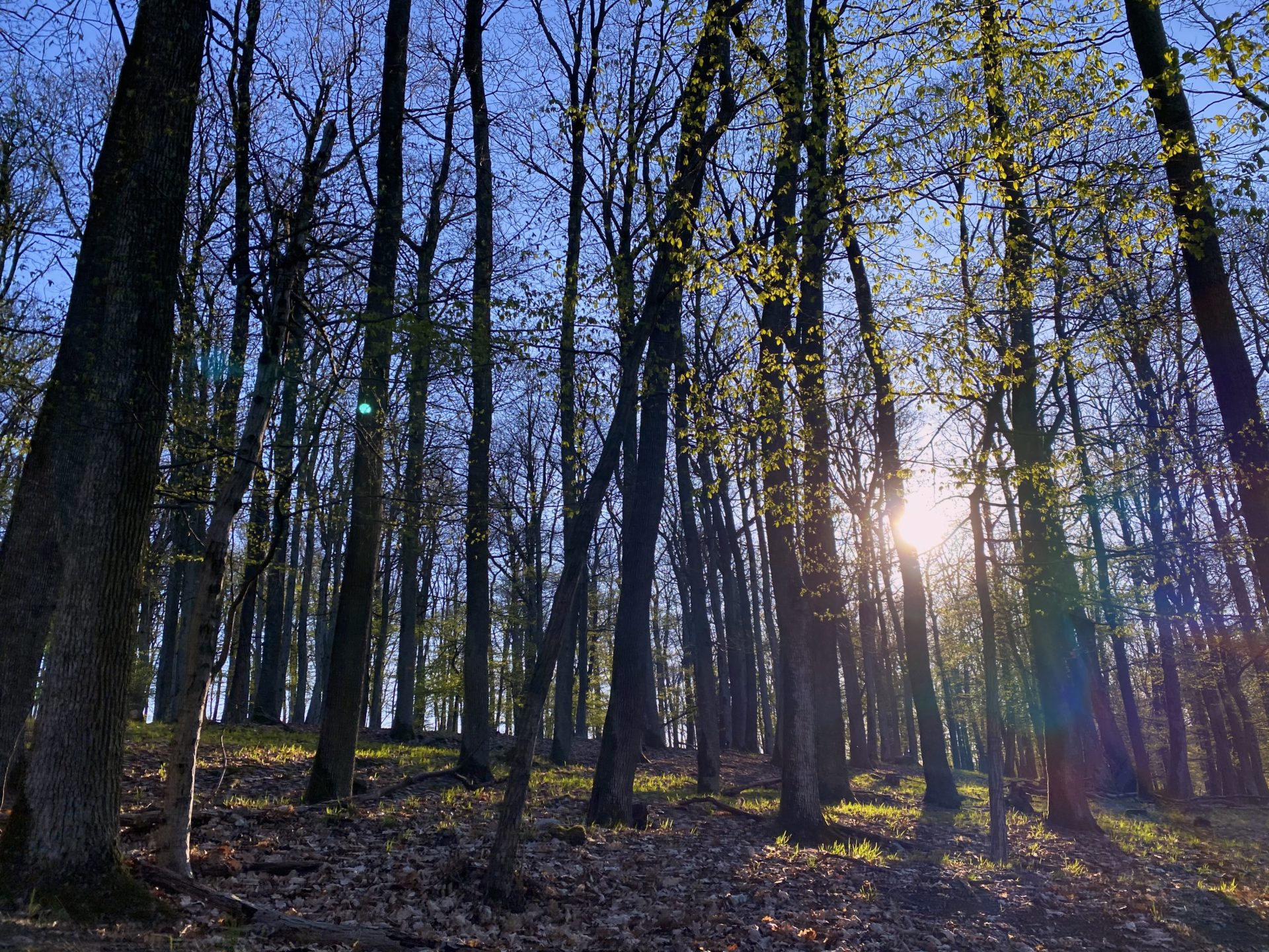 Sunlight filters through trees in the Little Carpathians forest during spring