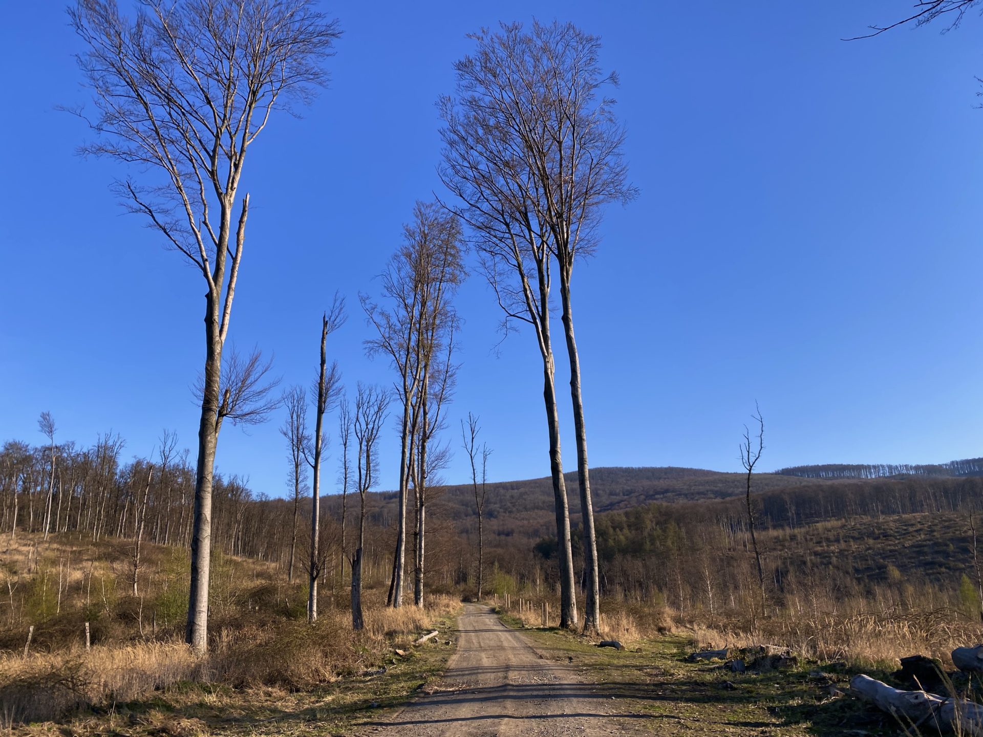 Tall bare trees line a dirt path in the Little Carpathians under clear skies