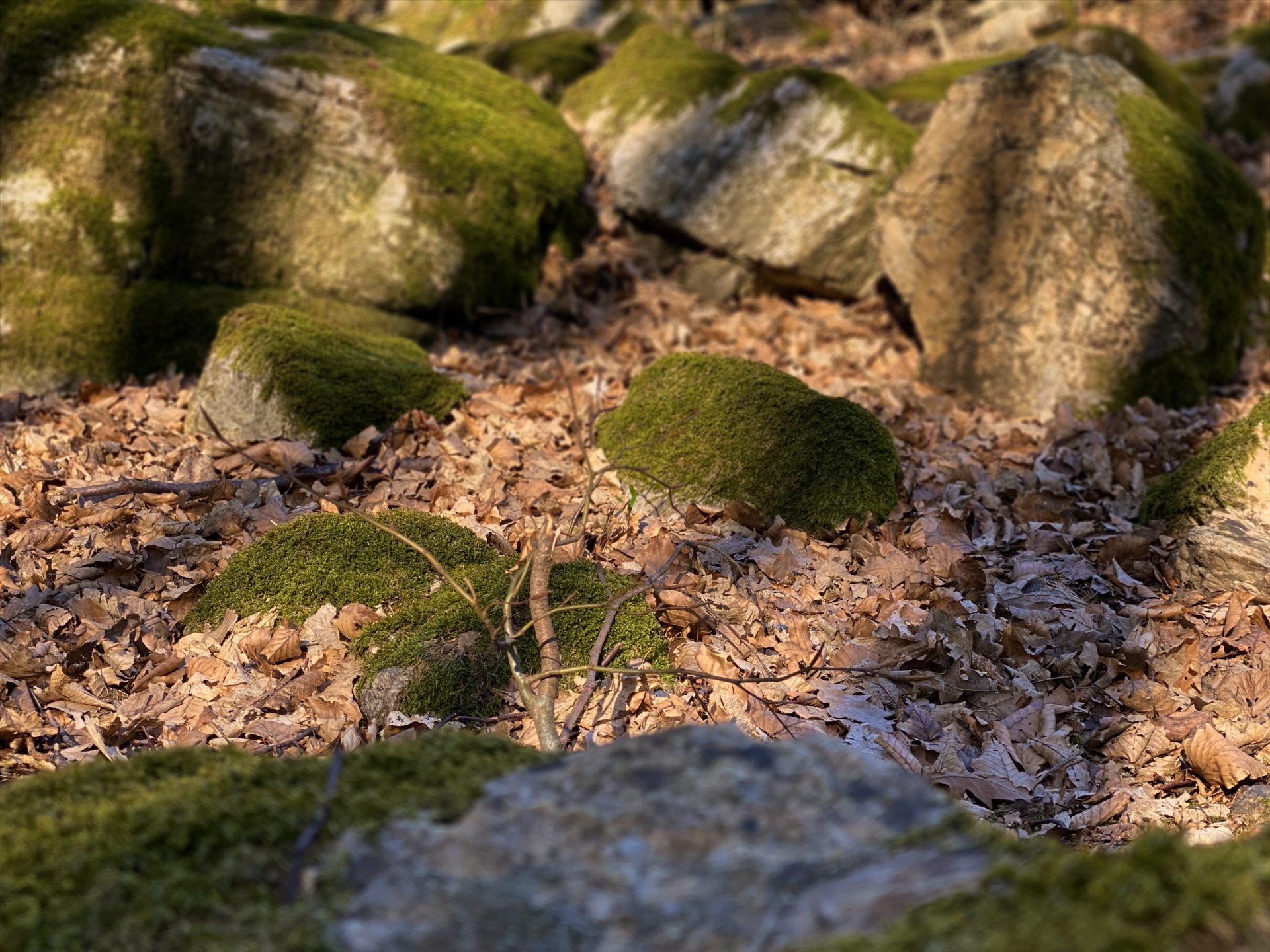 Mossy rocks sit among fallen brown leaves in the Little Carpathians