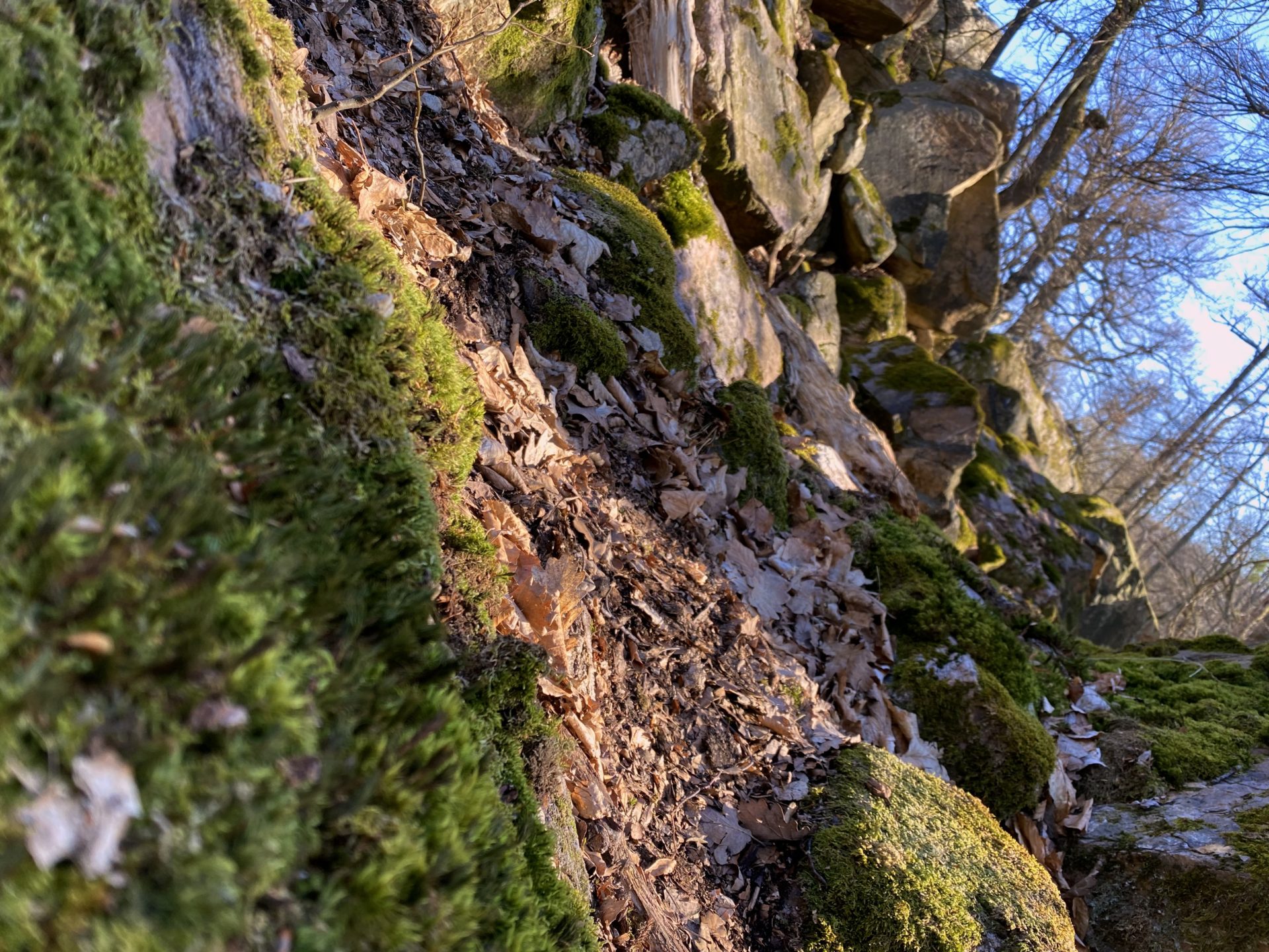Mossy rocks and fallen leaves on a slope in the Little Carpathians