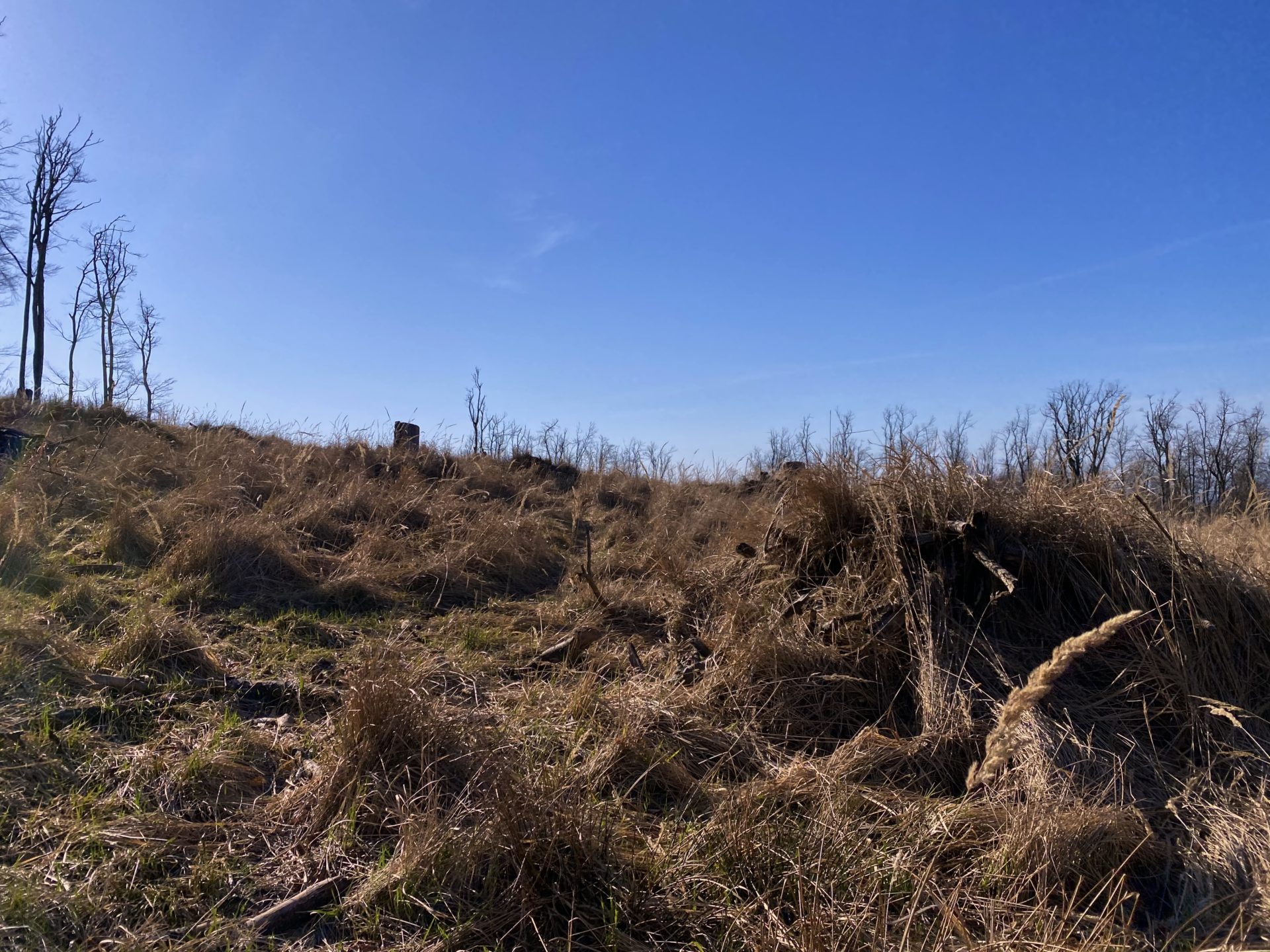 Dry grass covers a hillside under a clear blue sky in the Little Carpathians
