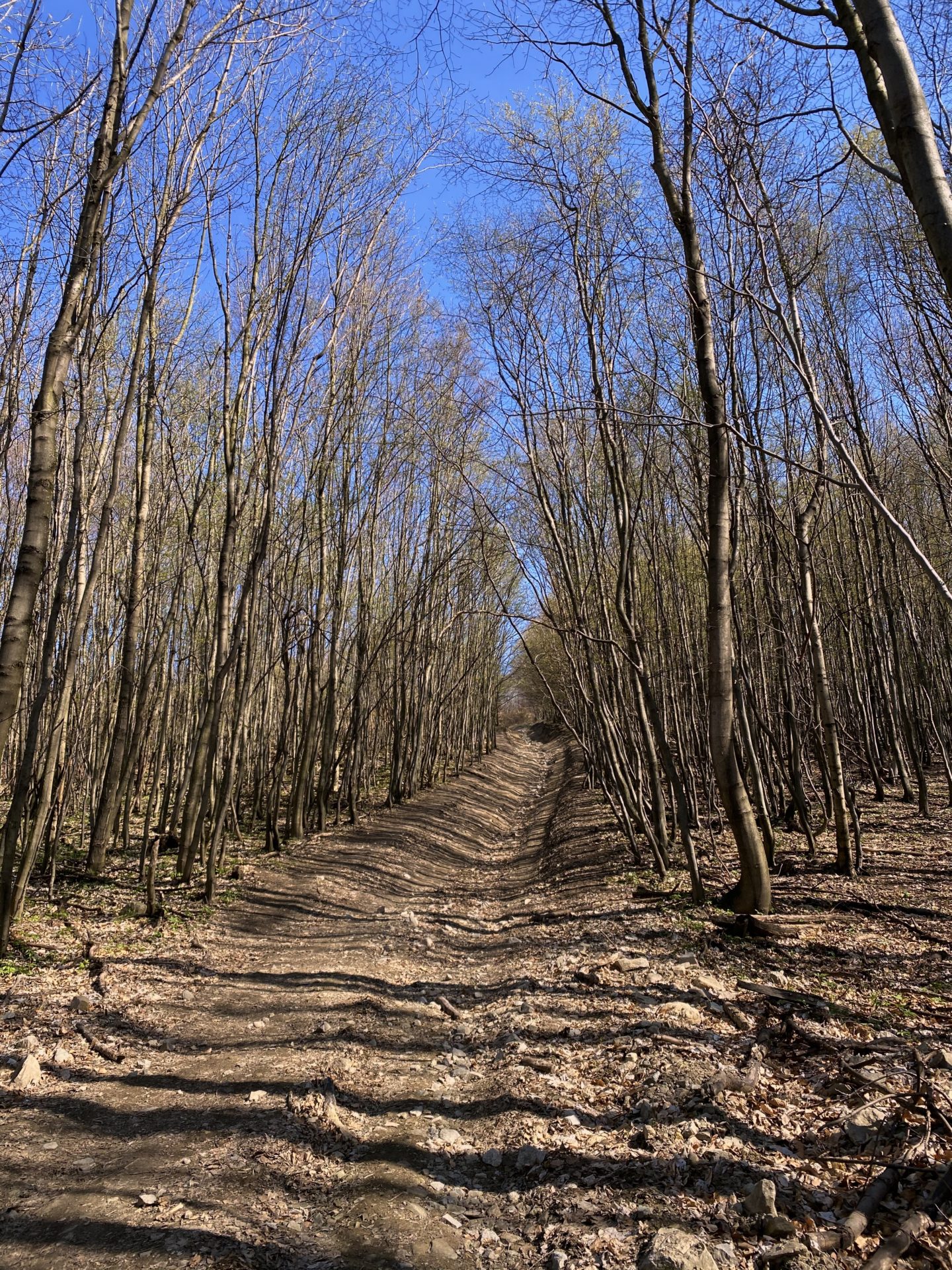 Dirt path winding through a forest in the Little Carpathians under clear skies