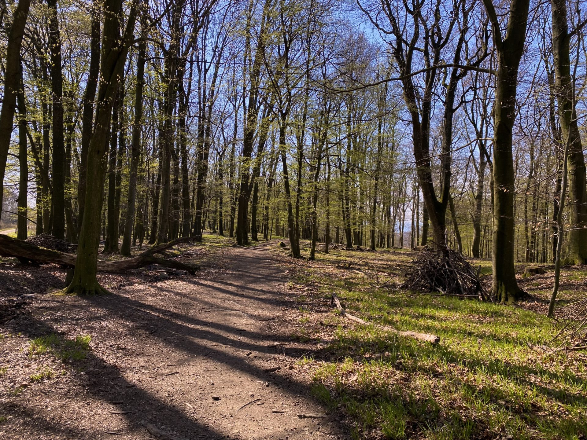 A dirt path winds through the sunlit trees of the Little Carpathians