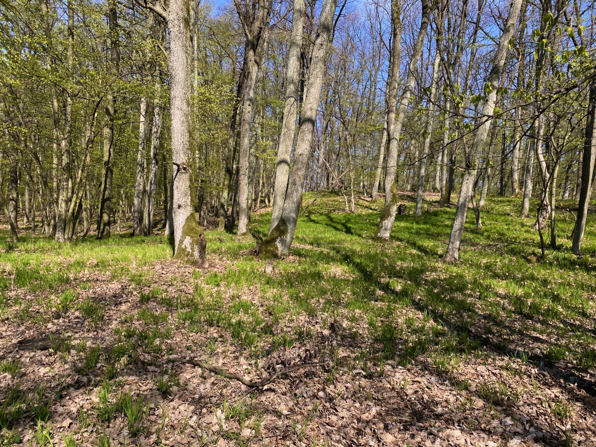 Sunlight filters through trees in the Little Carpathians forest during early spring