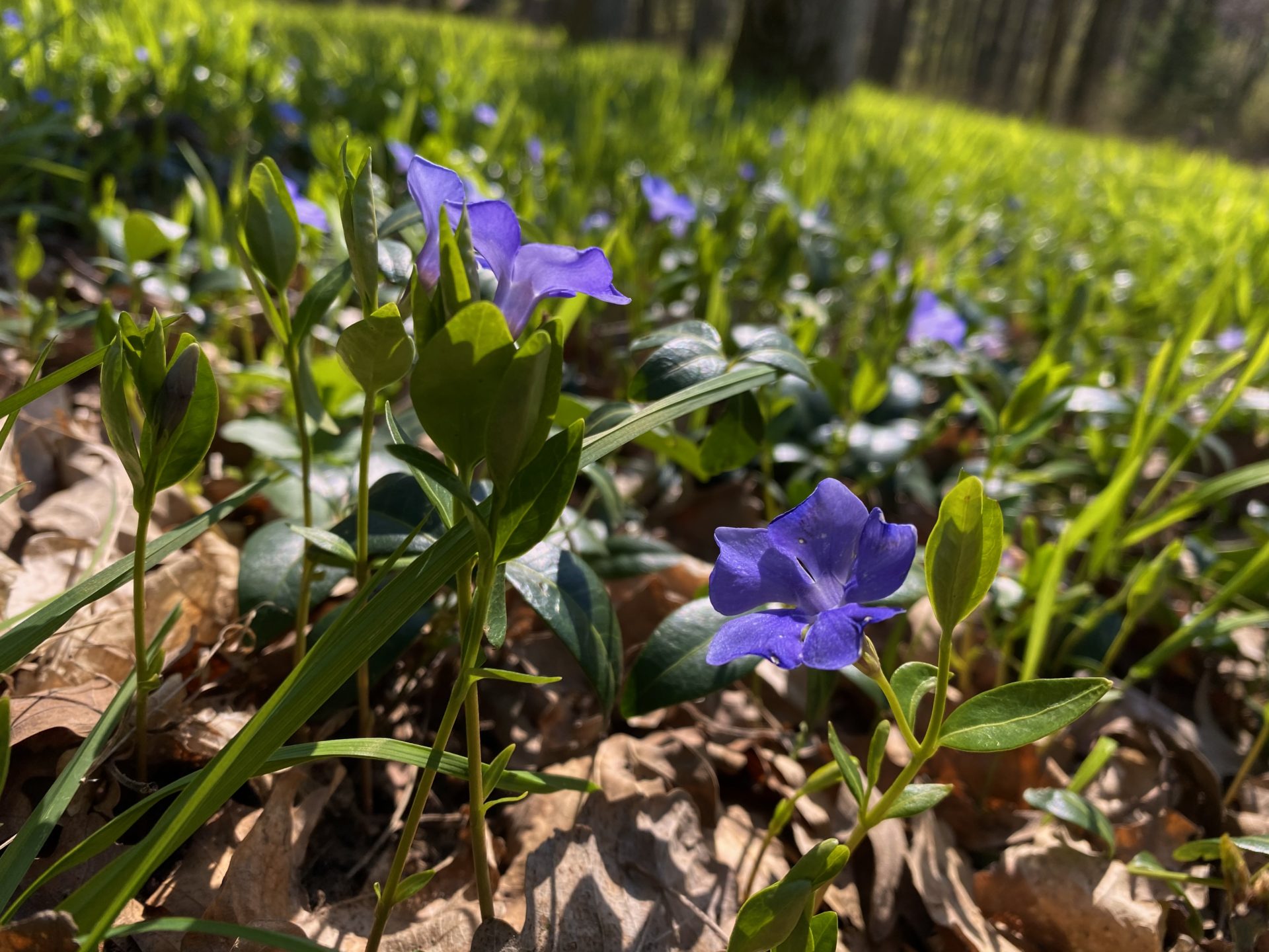Small purple periwinkle flowers bloom on the forest floor in the Little Carpathians