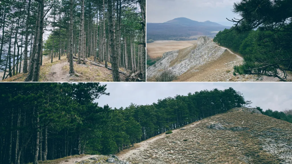 Three views of hiking trails through pine forests and rocky hills in Plavecký Mikuláš