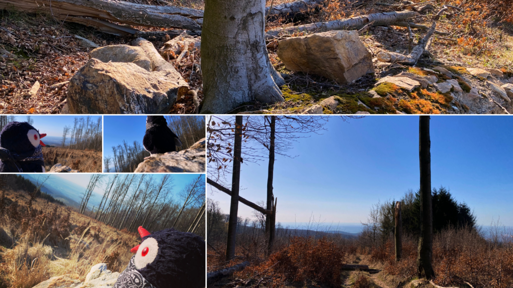 A plush penguin toy explores the sunny forest trails of the Little Carpathians