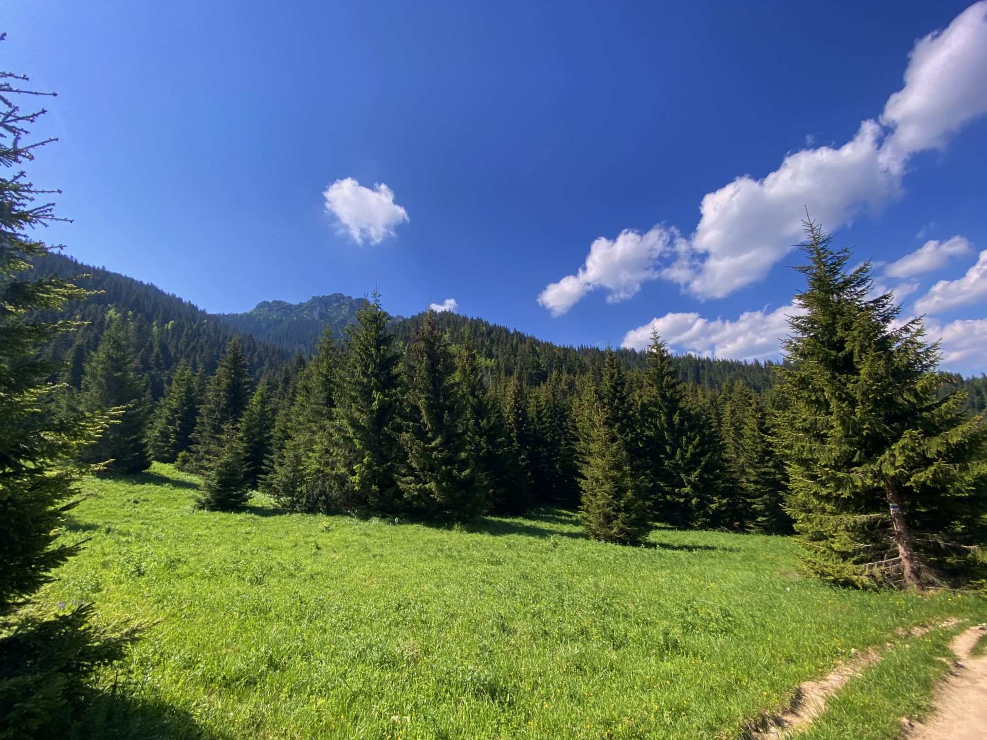 Green meadow and pine forest under a bright blue sky in Malá Fatra