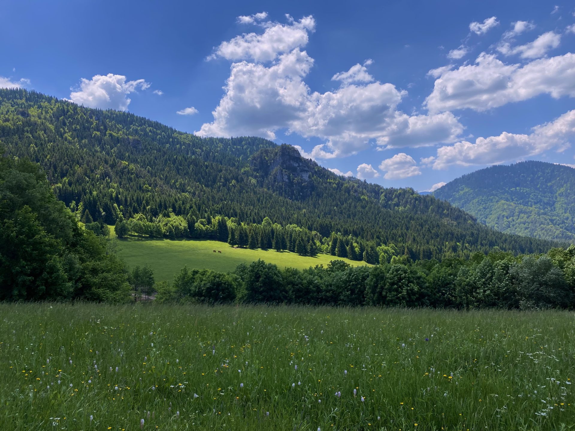 Green meadow leads to a forested mountain range under a blue sky