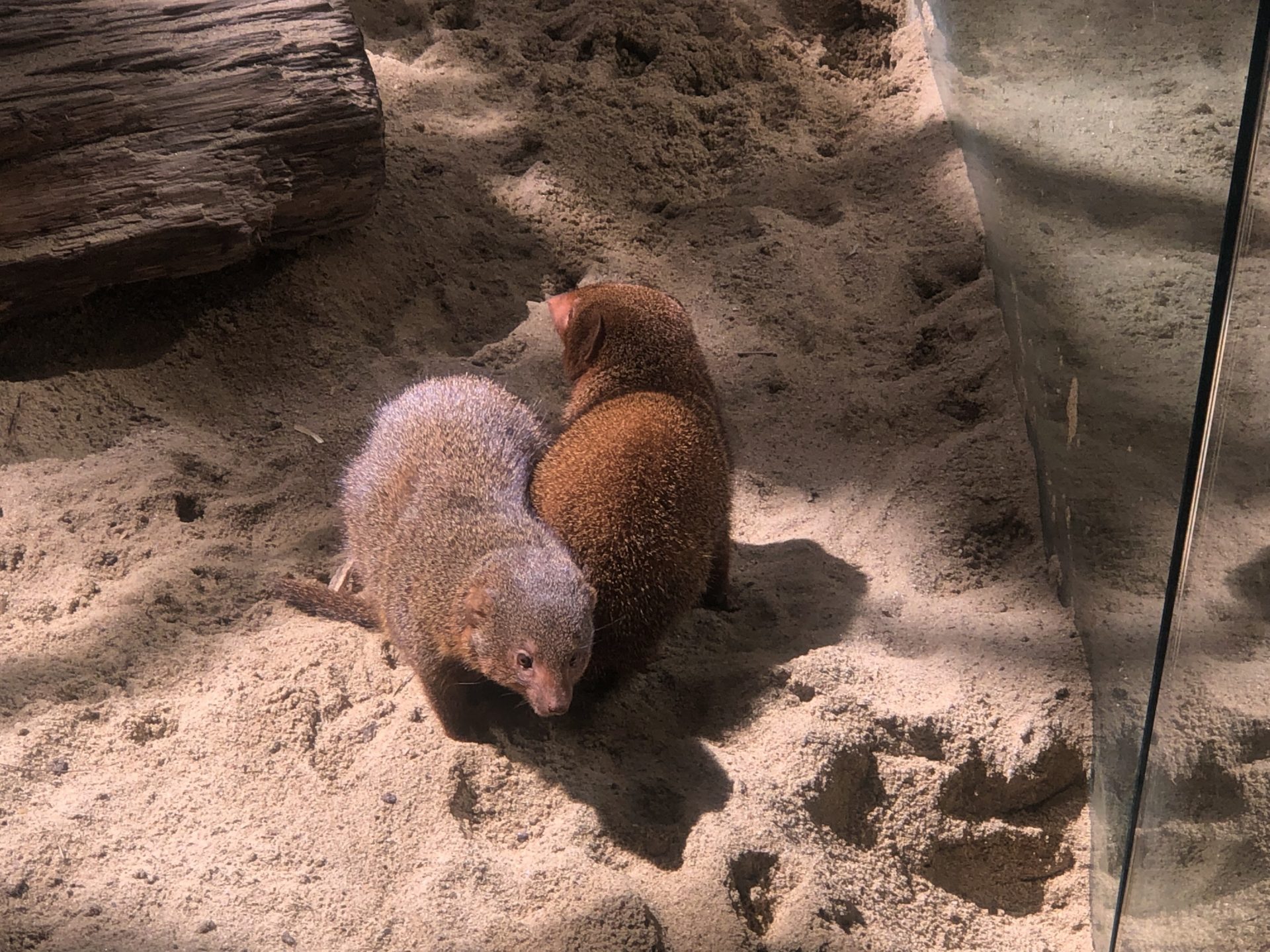 Two small mongooses sit together on the sand at Schönbrunn Zoo Vienna