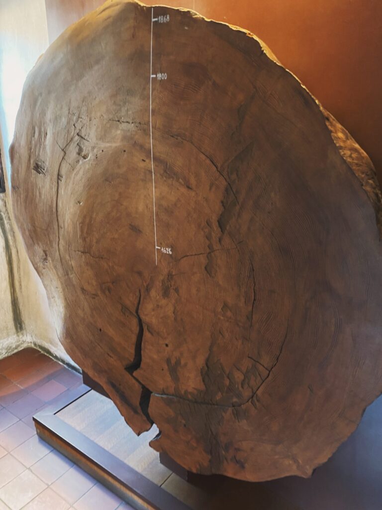 Large tree cross section with historical dates marked on the rings
