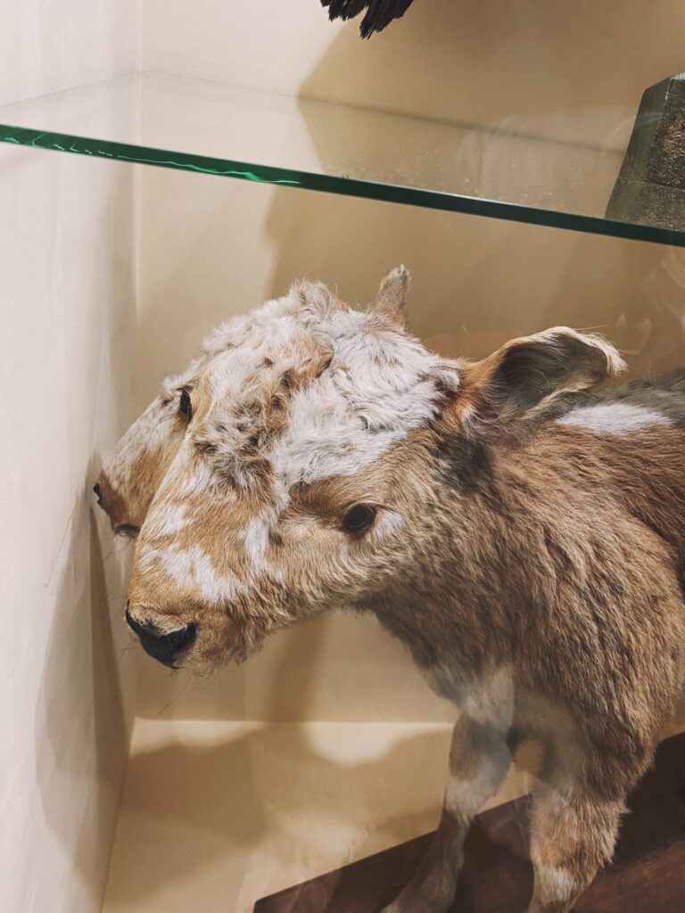 Taxidermied two-headed calf on display inside Orava Castle