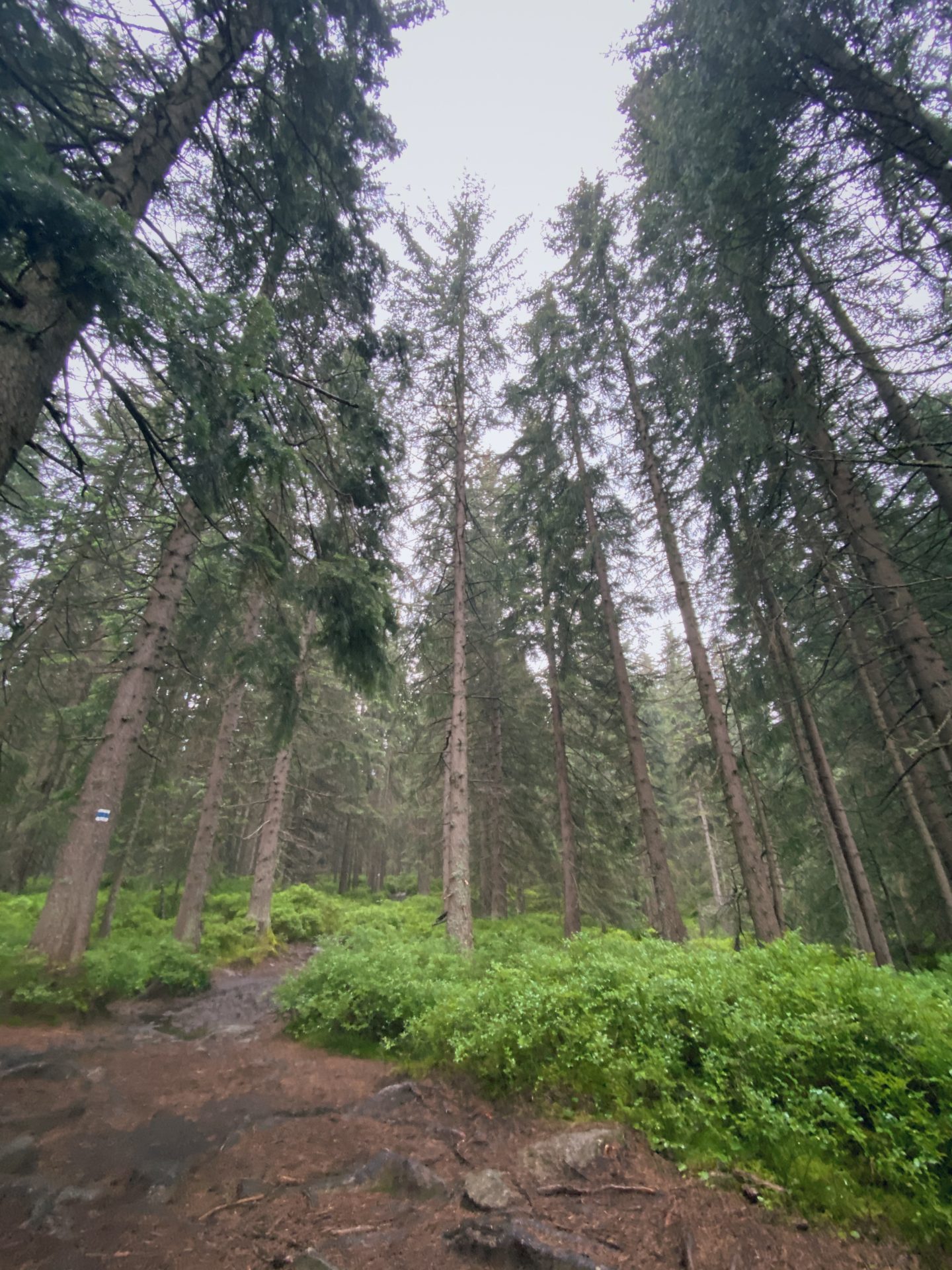 Tall pine trees tower over a forest path in the Low Tatras