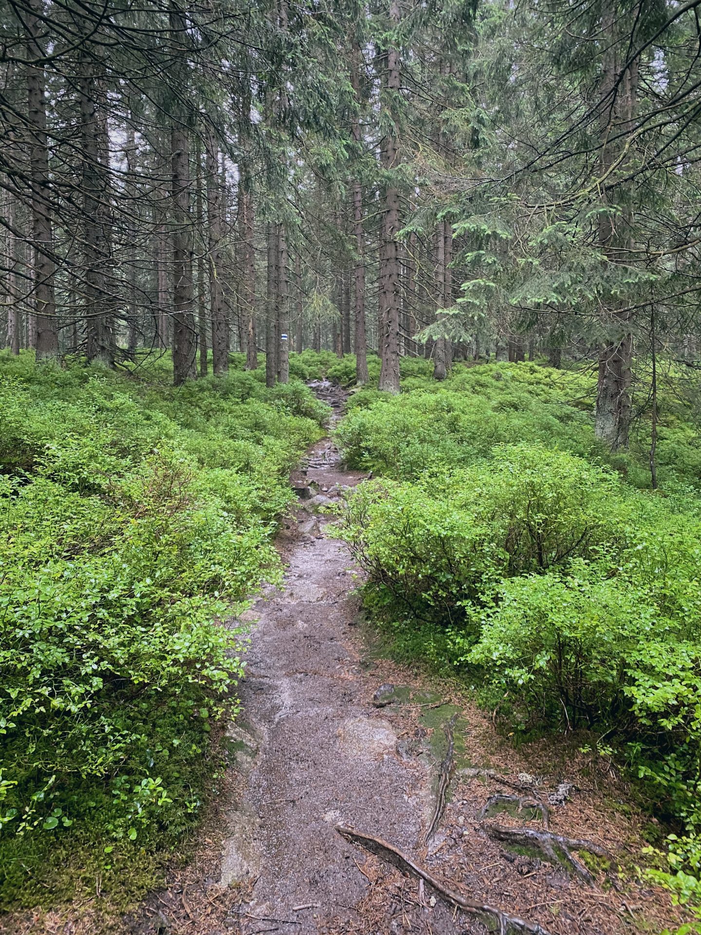 A rocky and muddy path winds through a dense forest in the Low Tatras